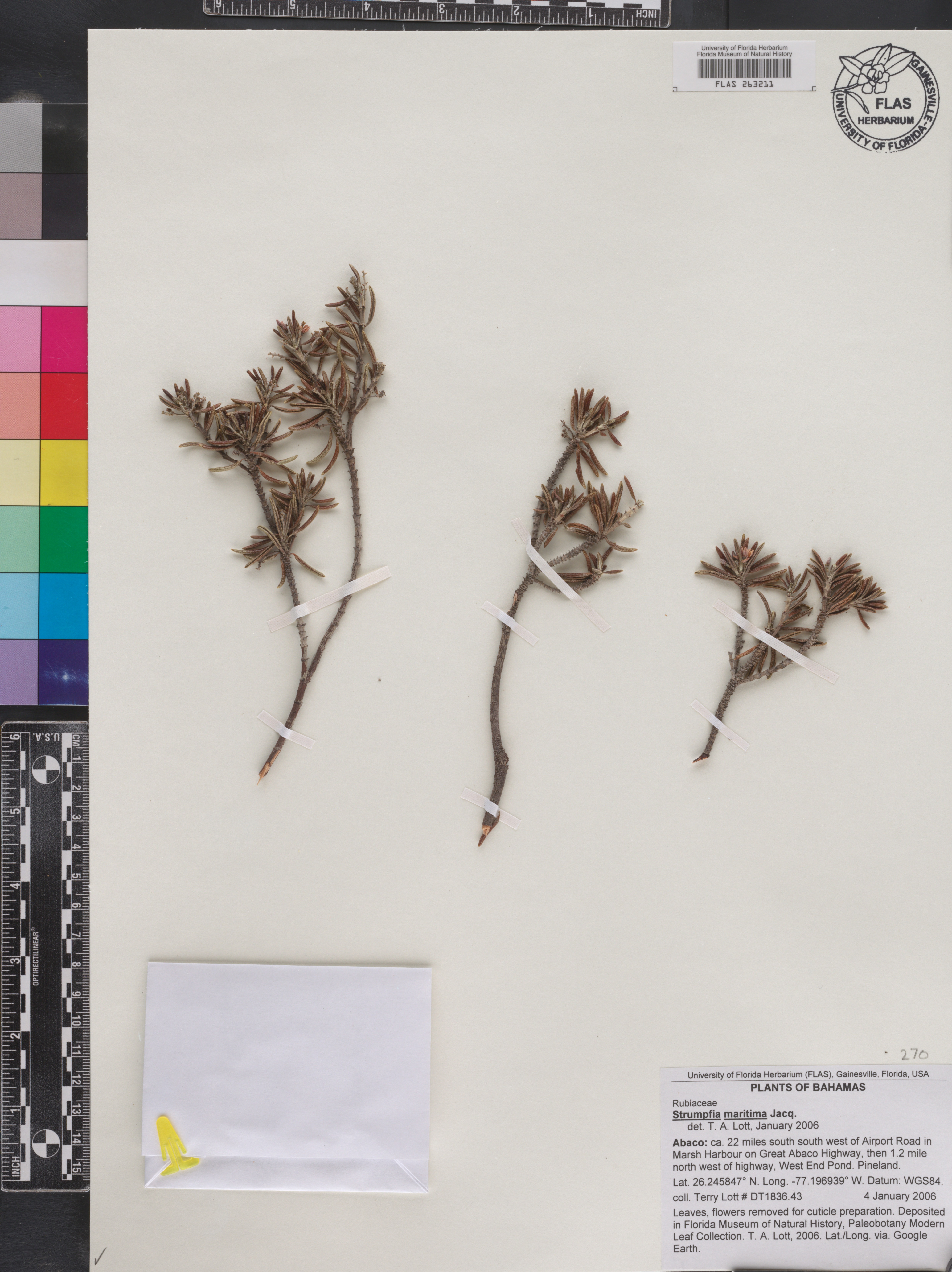 Strumpfia maritima image