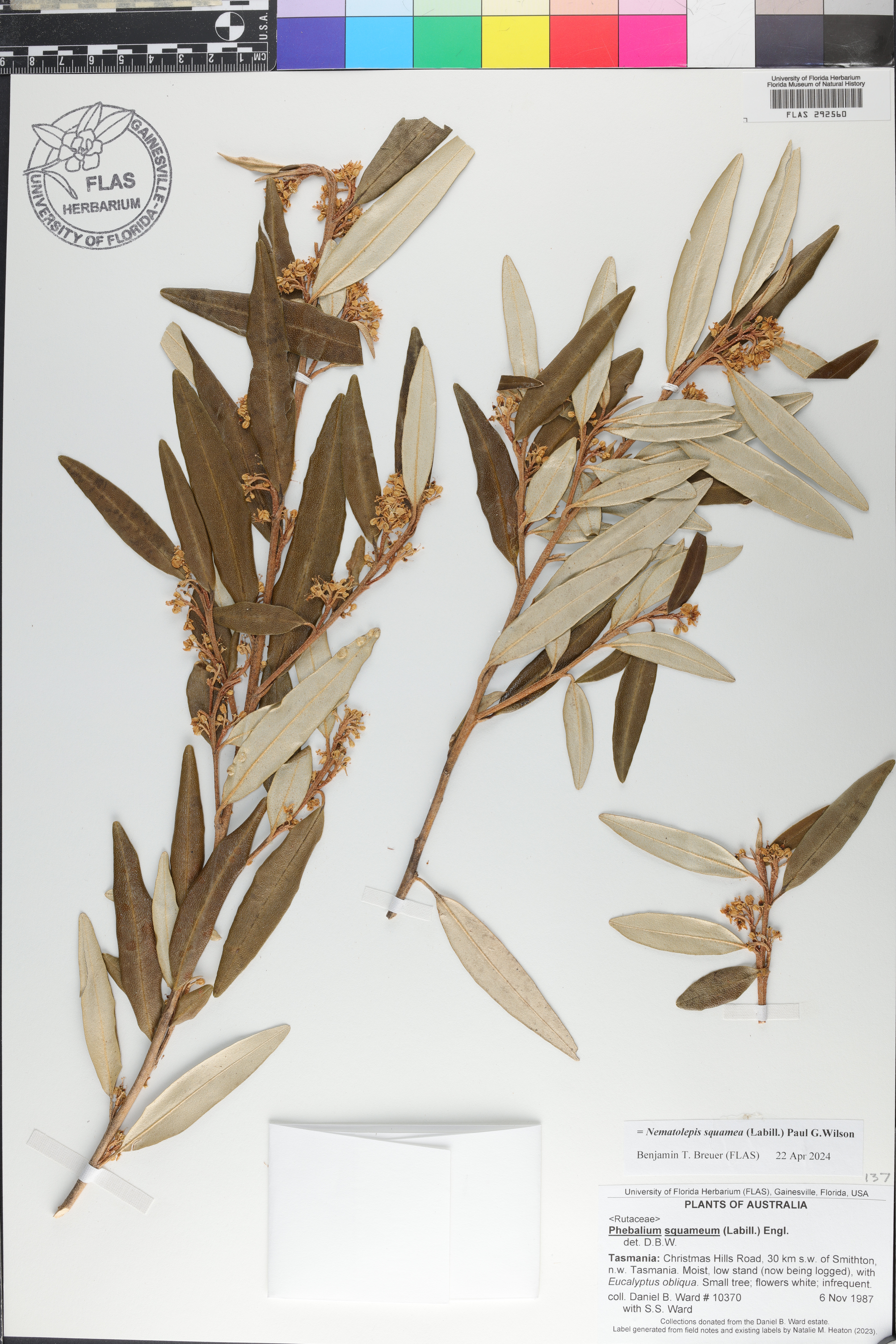 Nematolepis image