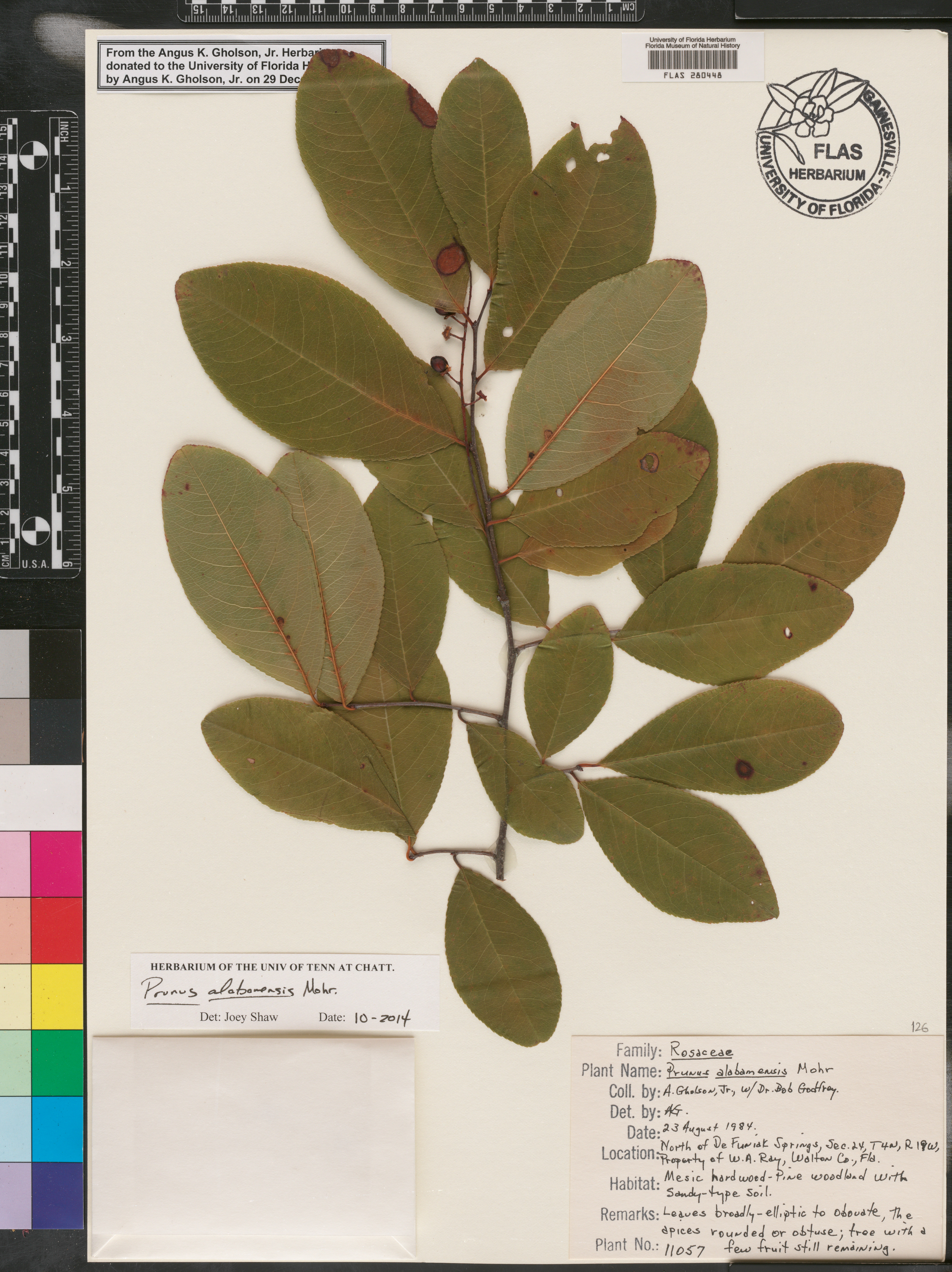 Prunus alabamensis image