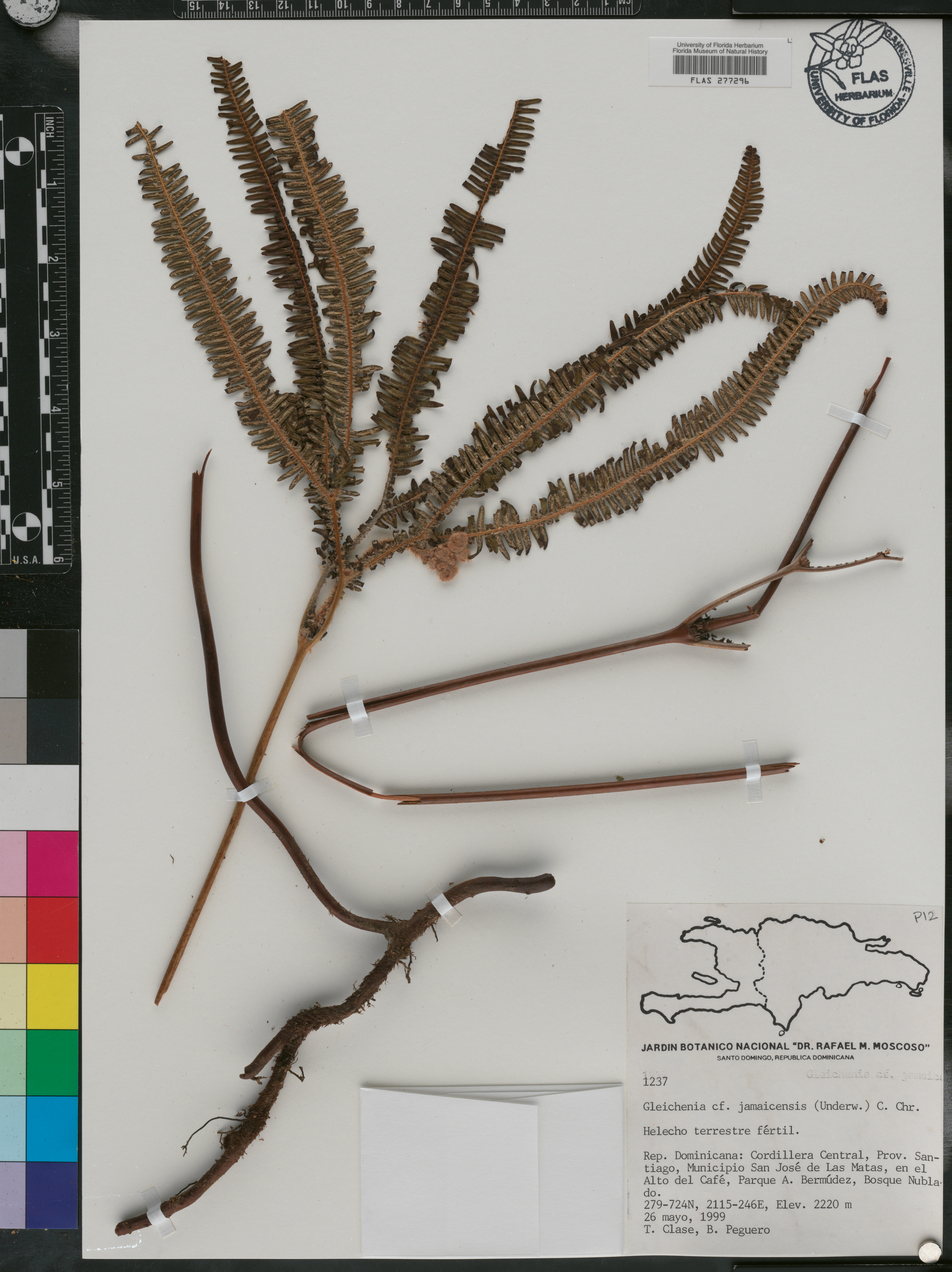 Gleichenia jamaicensis image