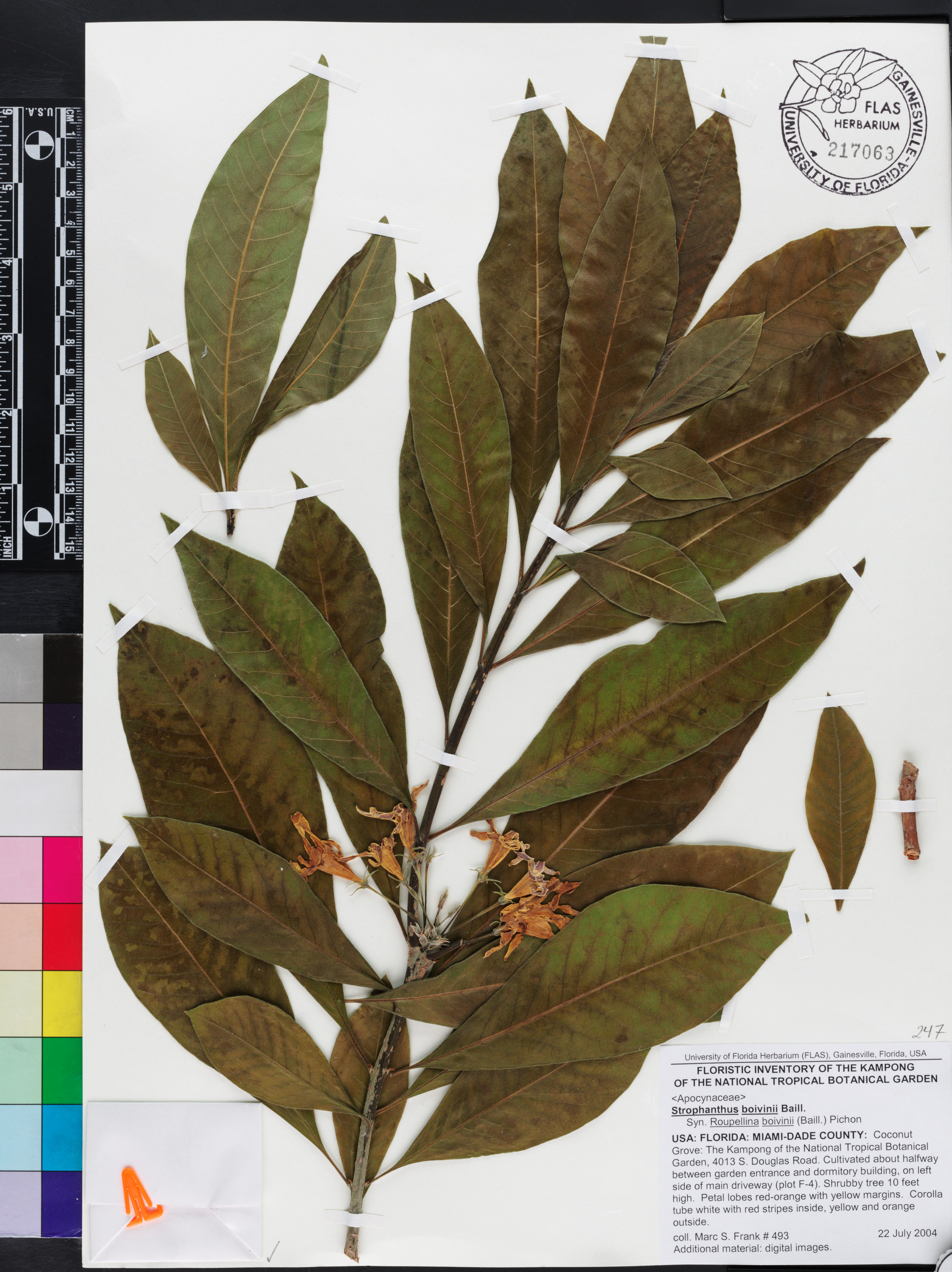 Strophanthus boivinii image