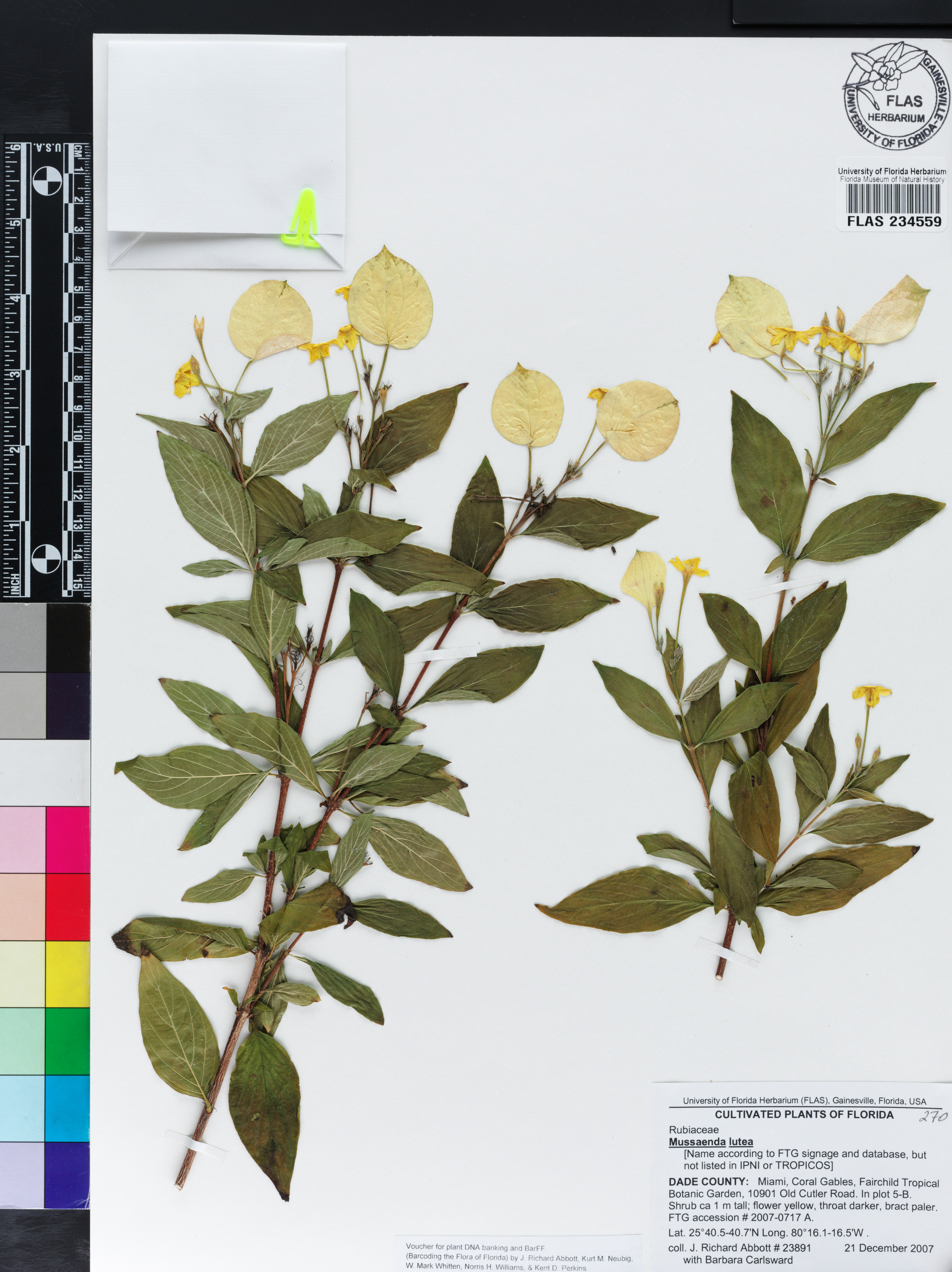 Pseudomussaenda flava image