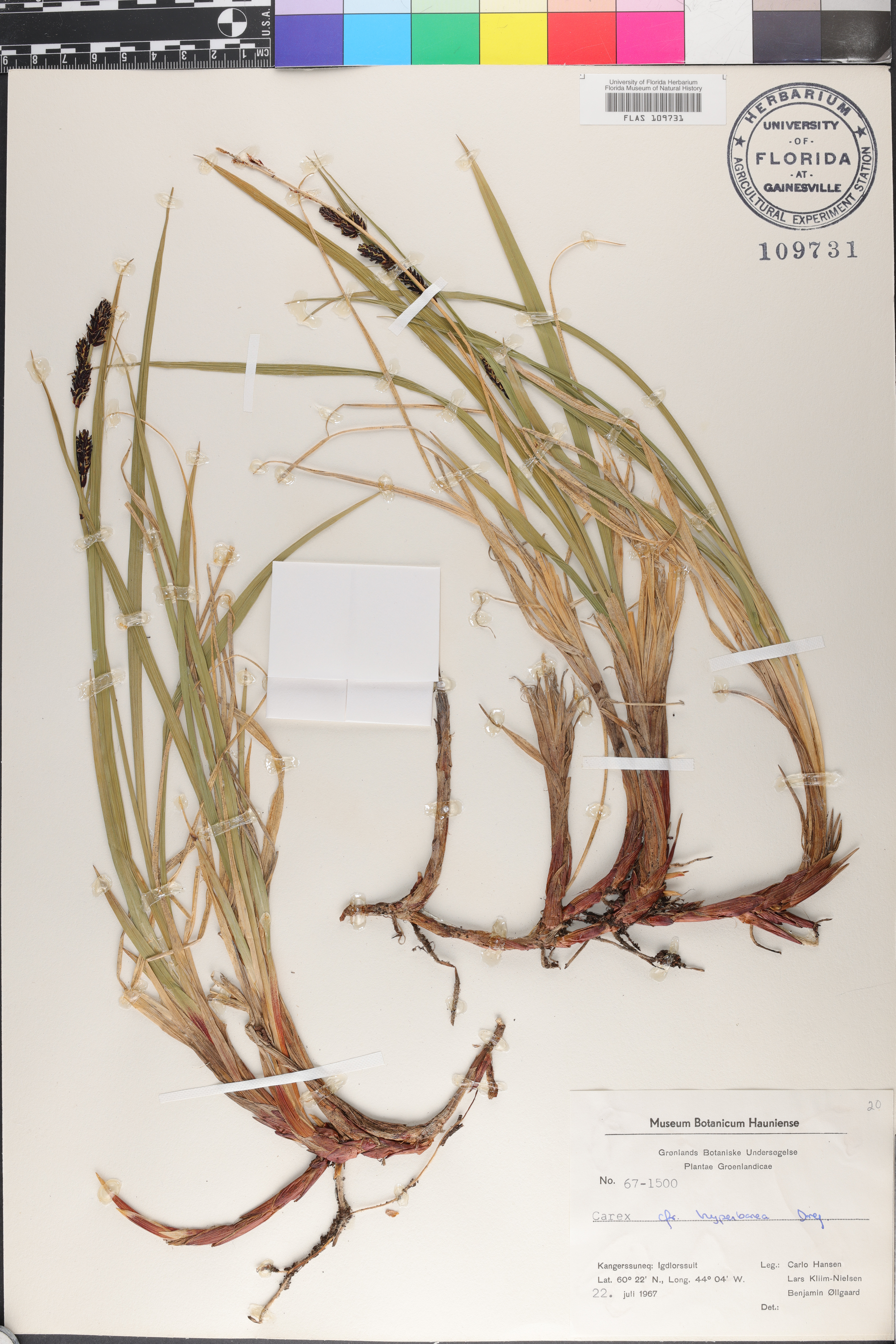Carex dacica image