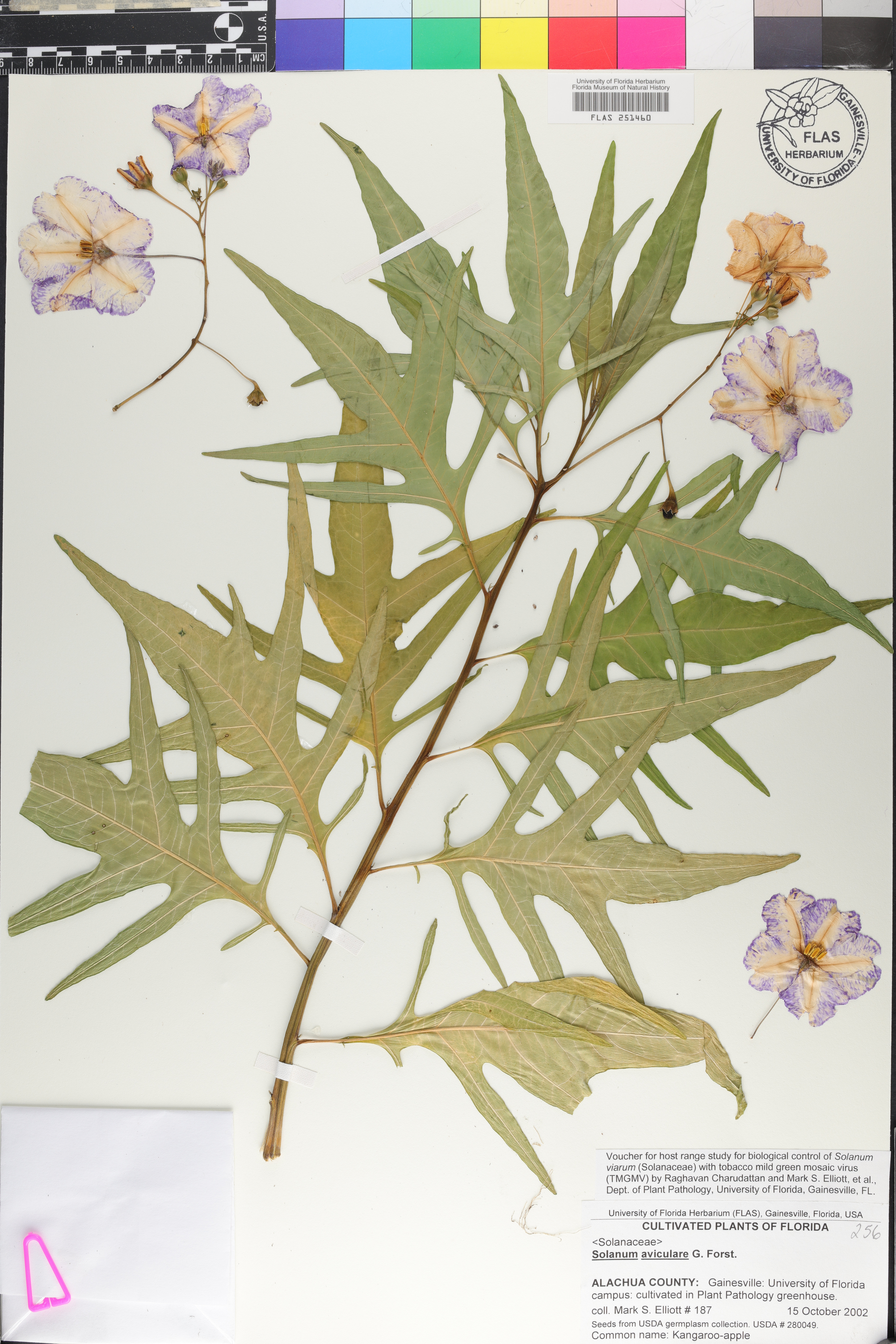 Solanum aviculare image