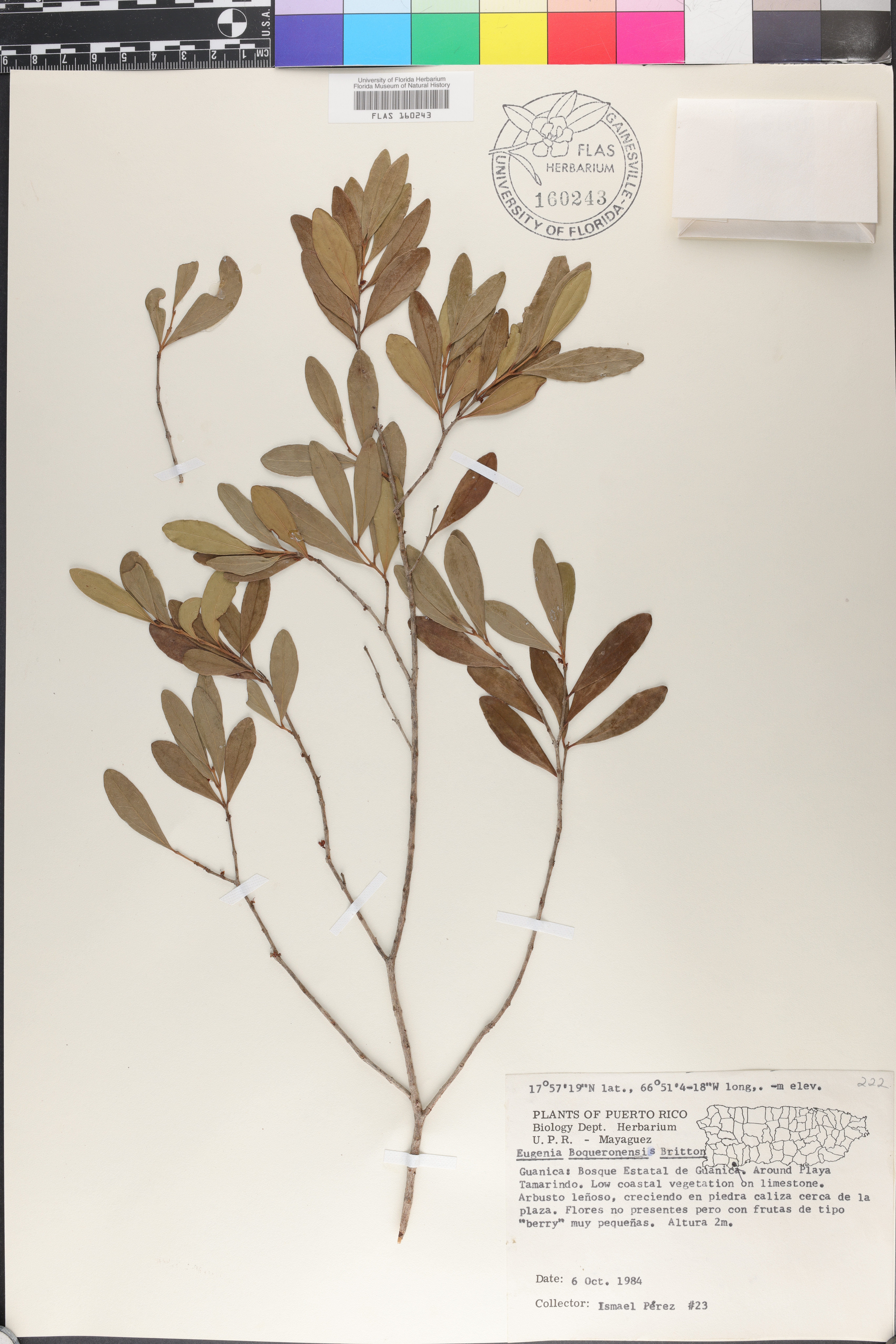Eugenia boqueronensis image