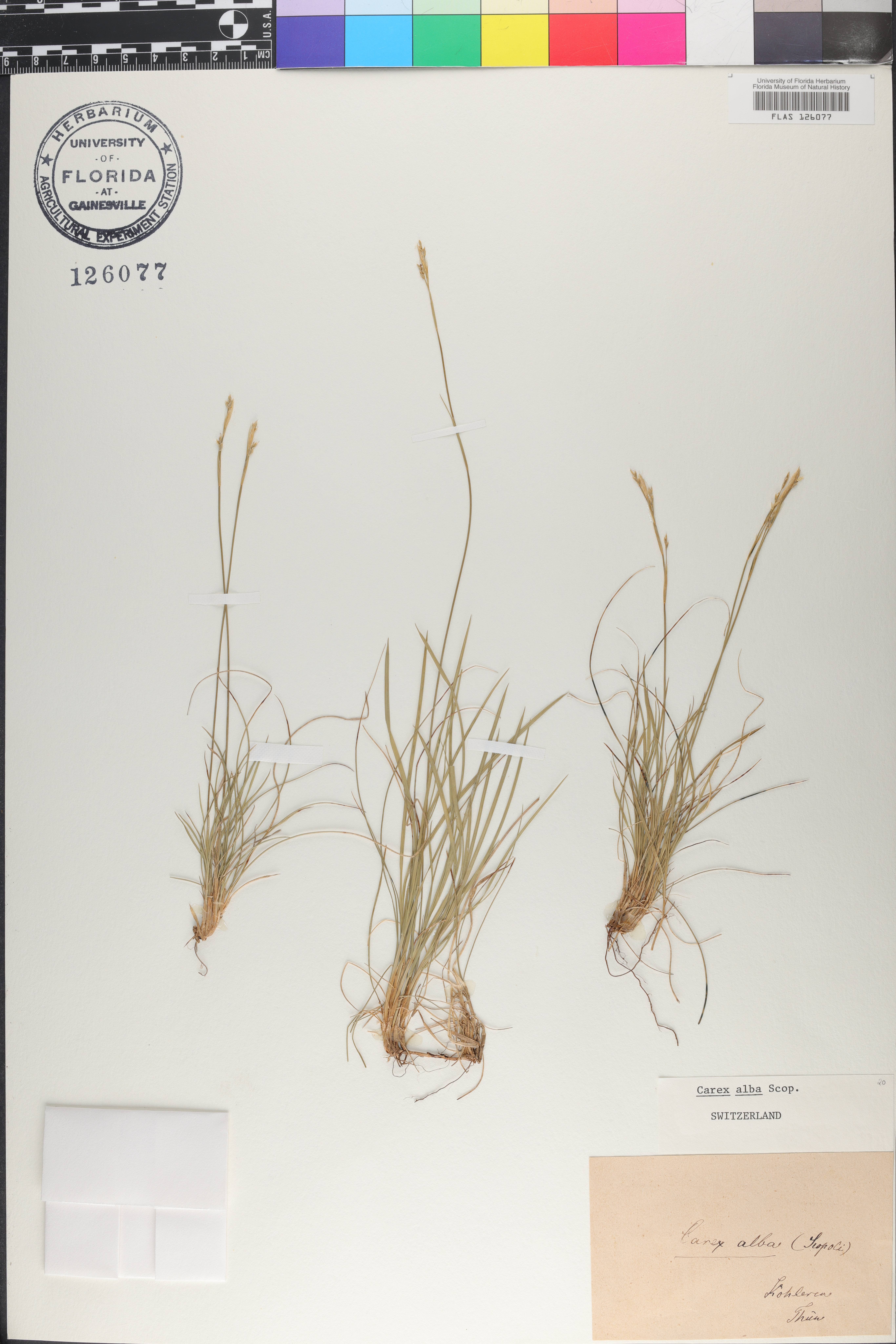 Carex alba image