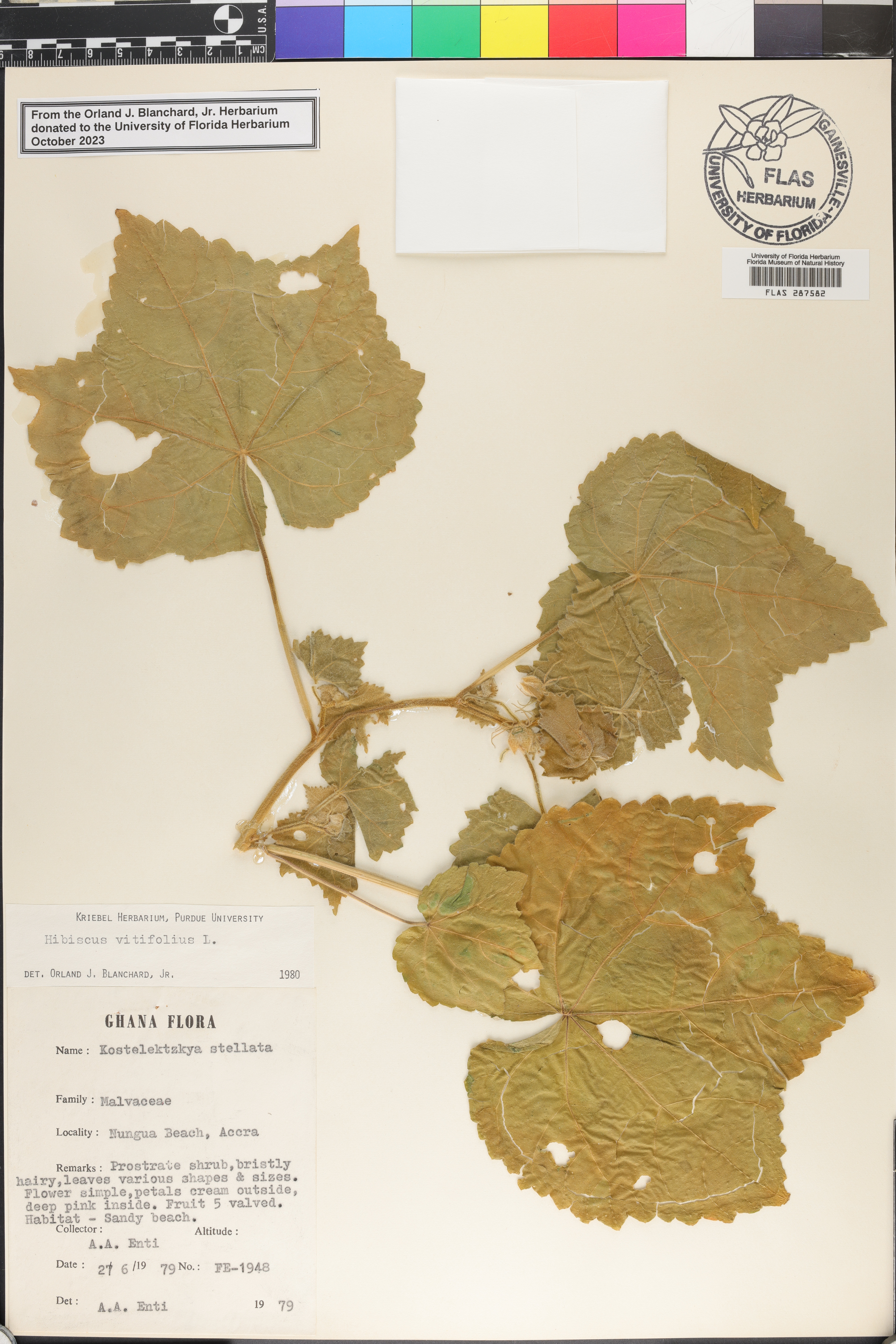 Hibiscus vitifolius image