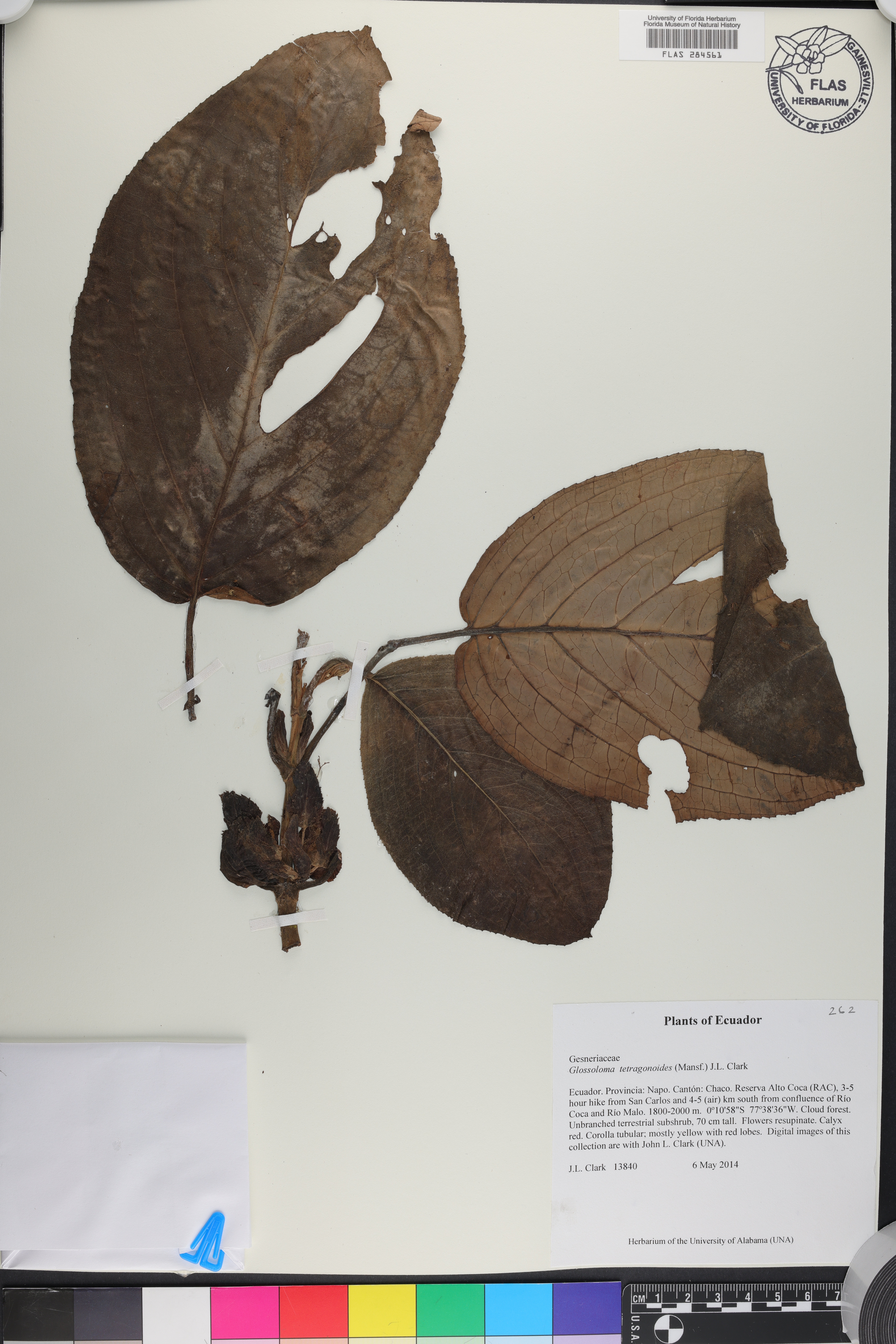 Glossoloma tetragonoides image