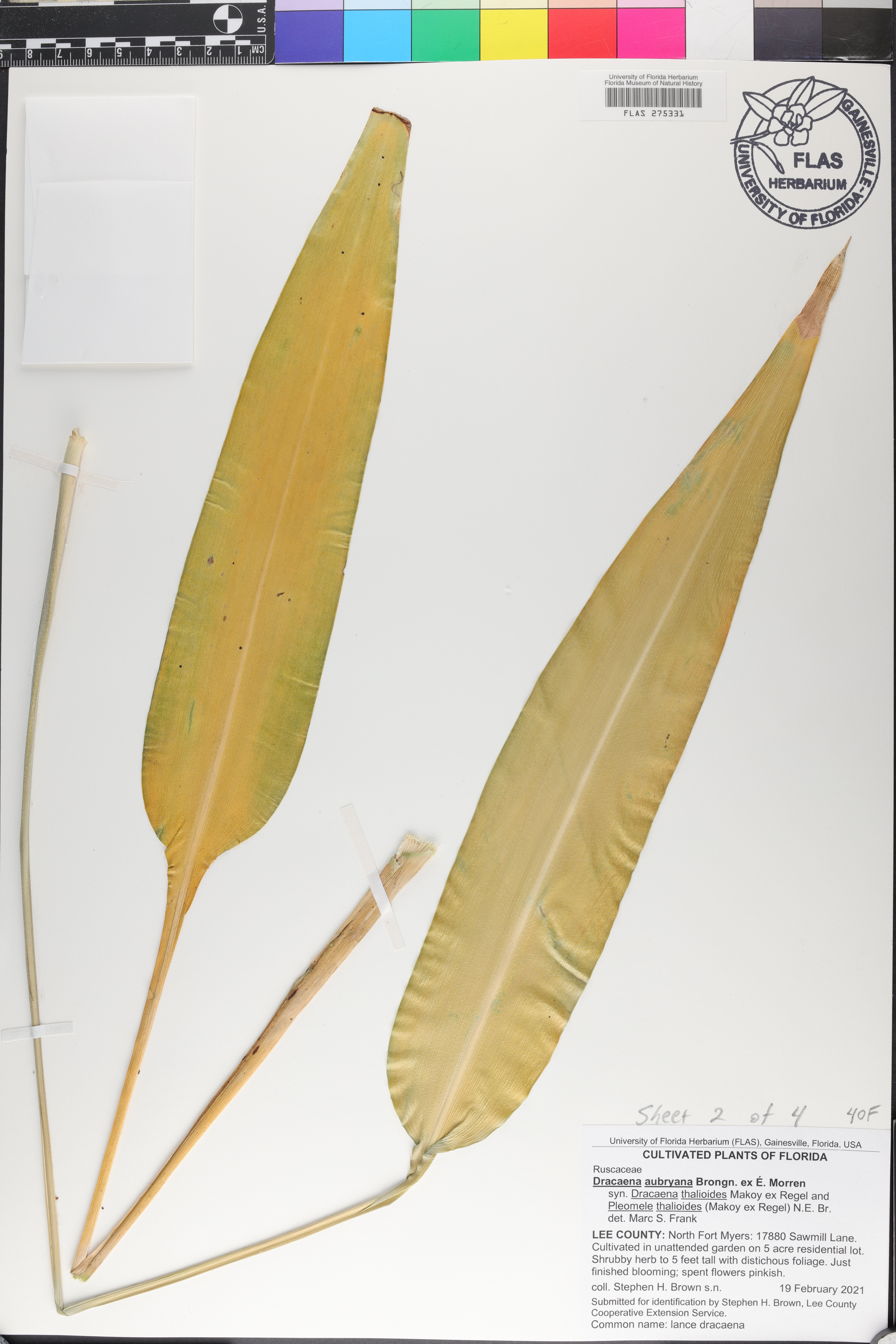 Dracaena aubryana image