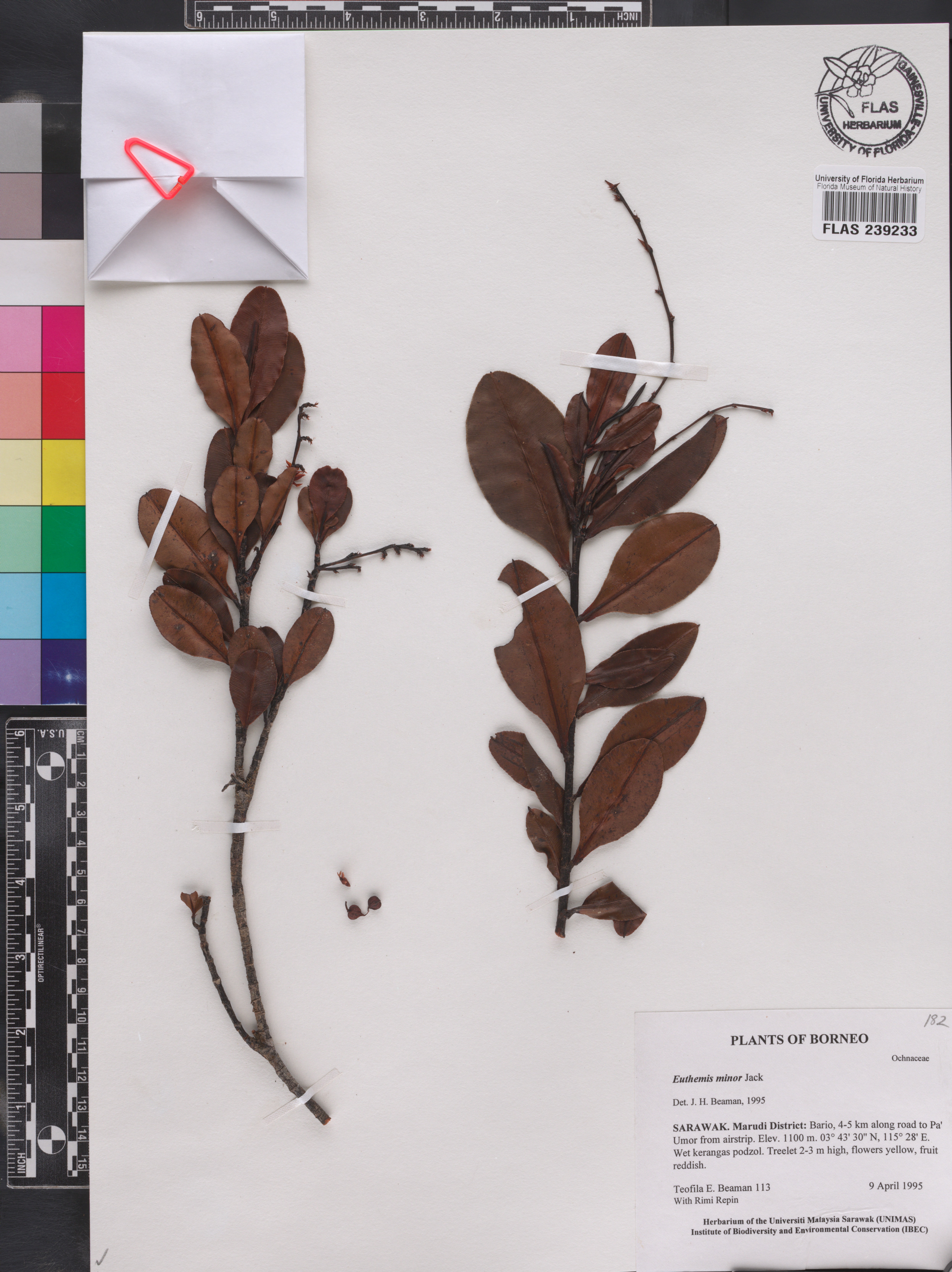 Euthemis minor image