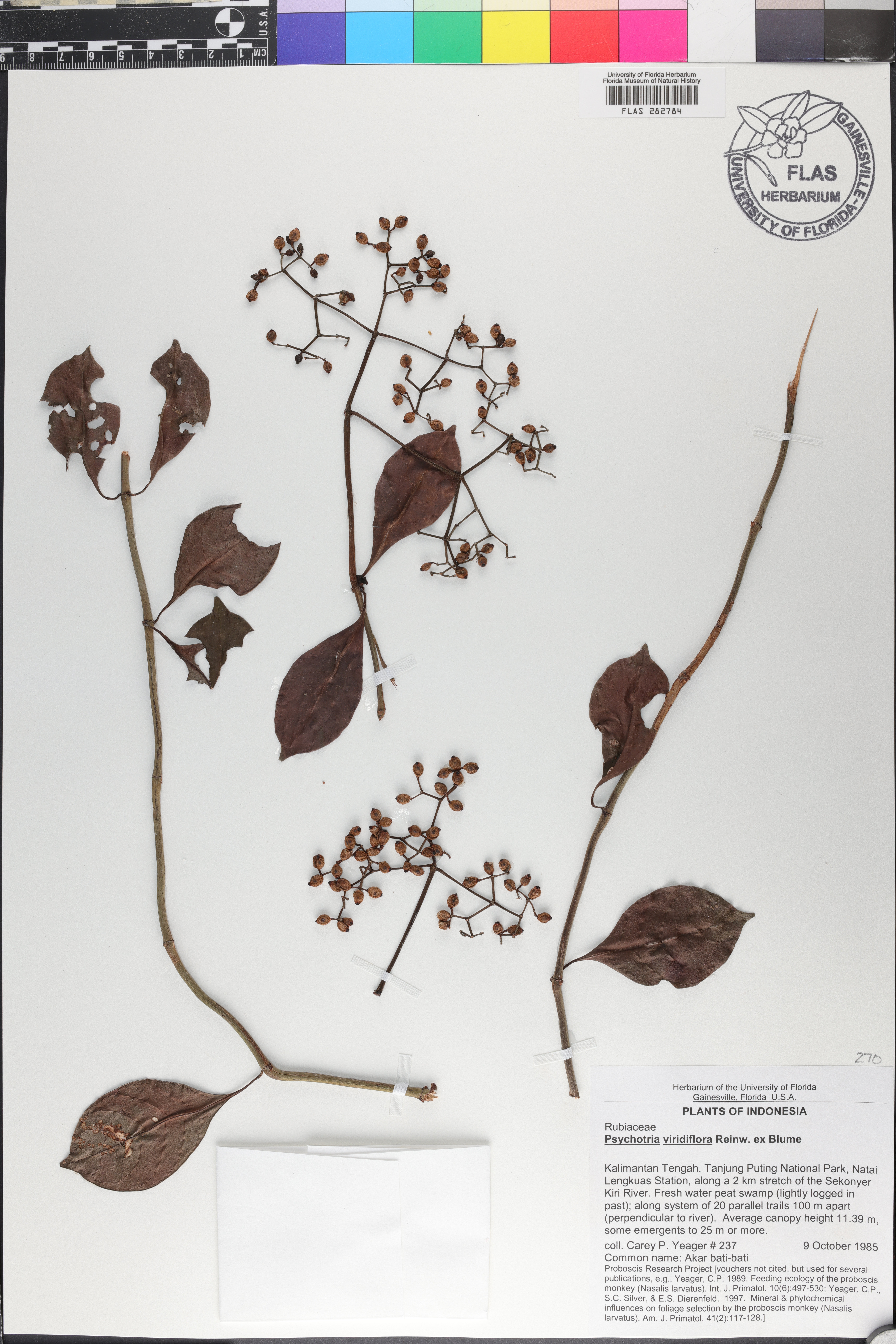 Psychotria viridiflora image