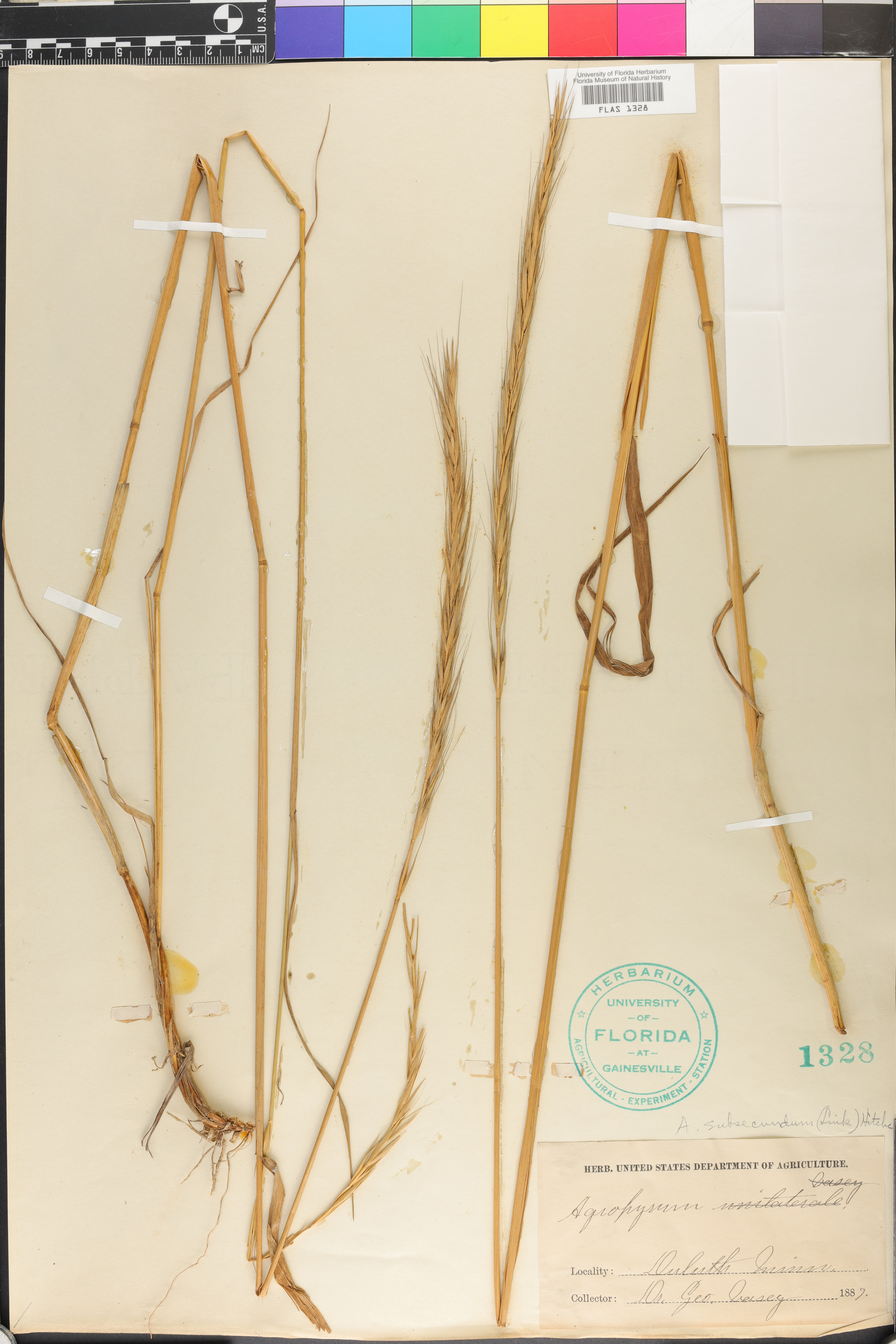 Elymus trachycaulus subsp. subsecundus image