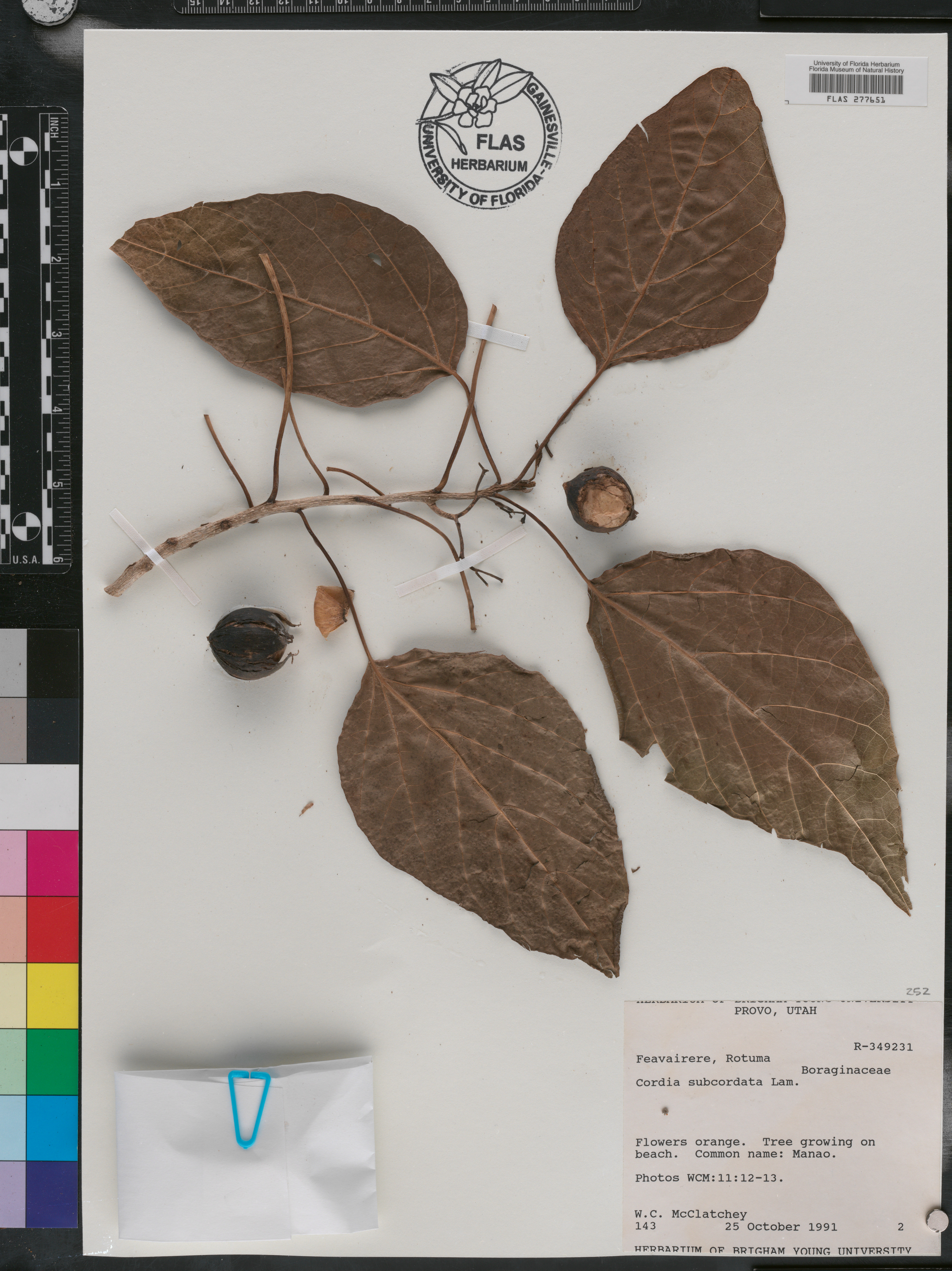 Cordia subcordata image