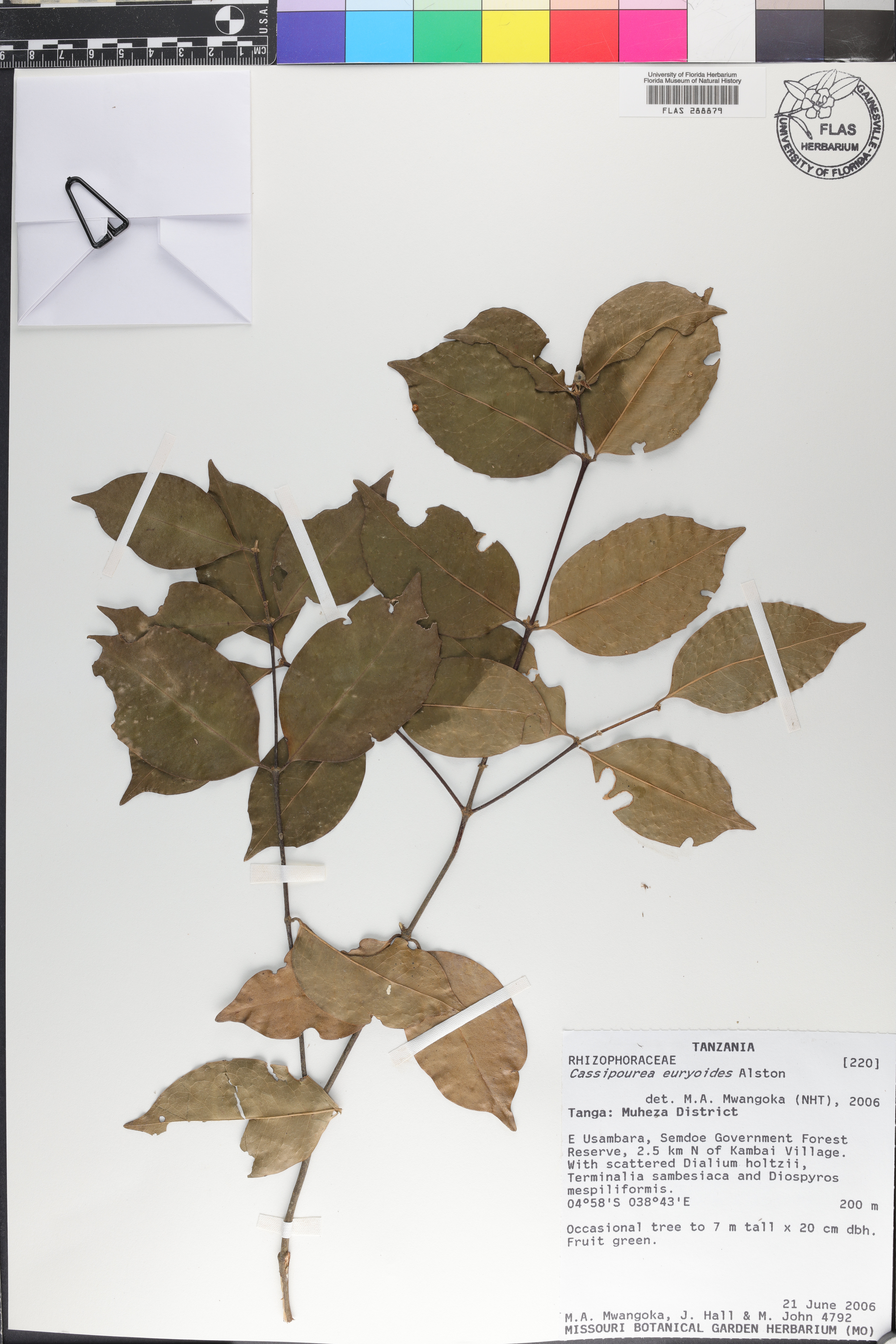 Cassipourea euryoides image