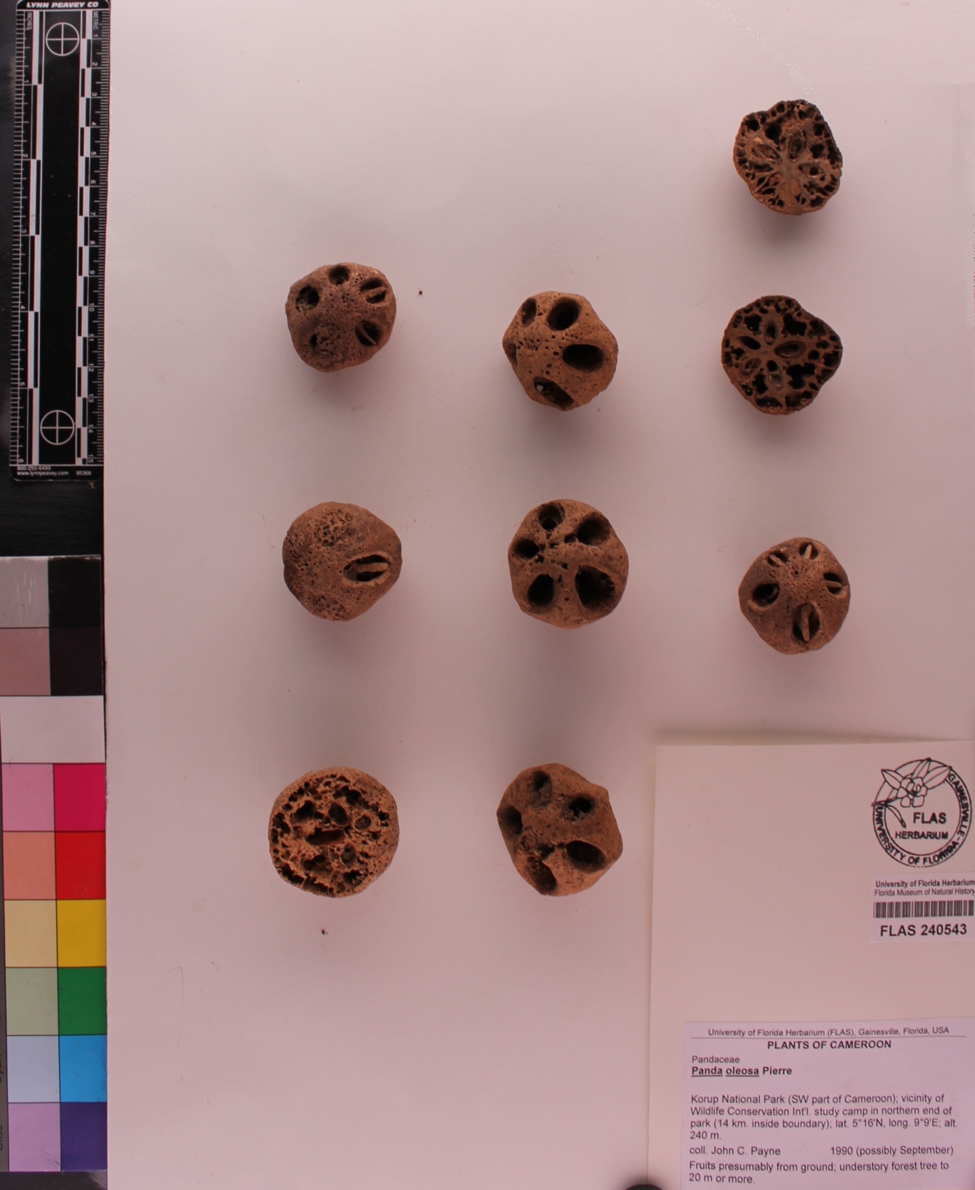 Pandaceae image