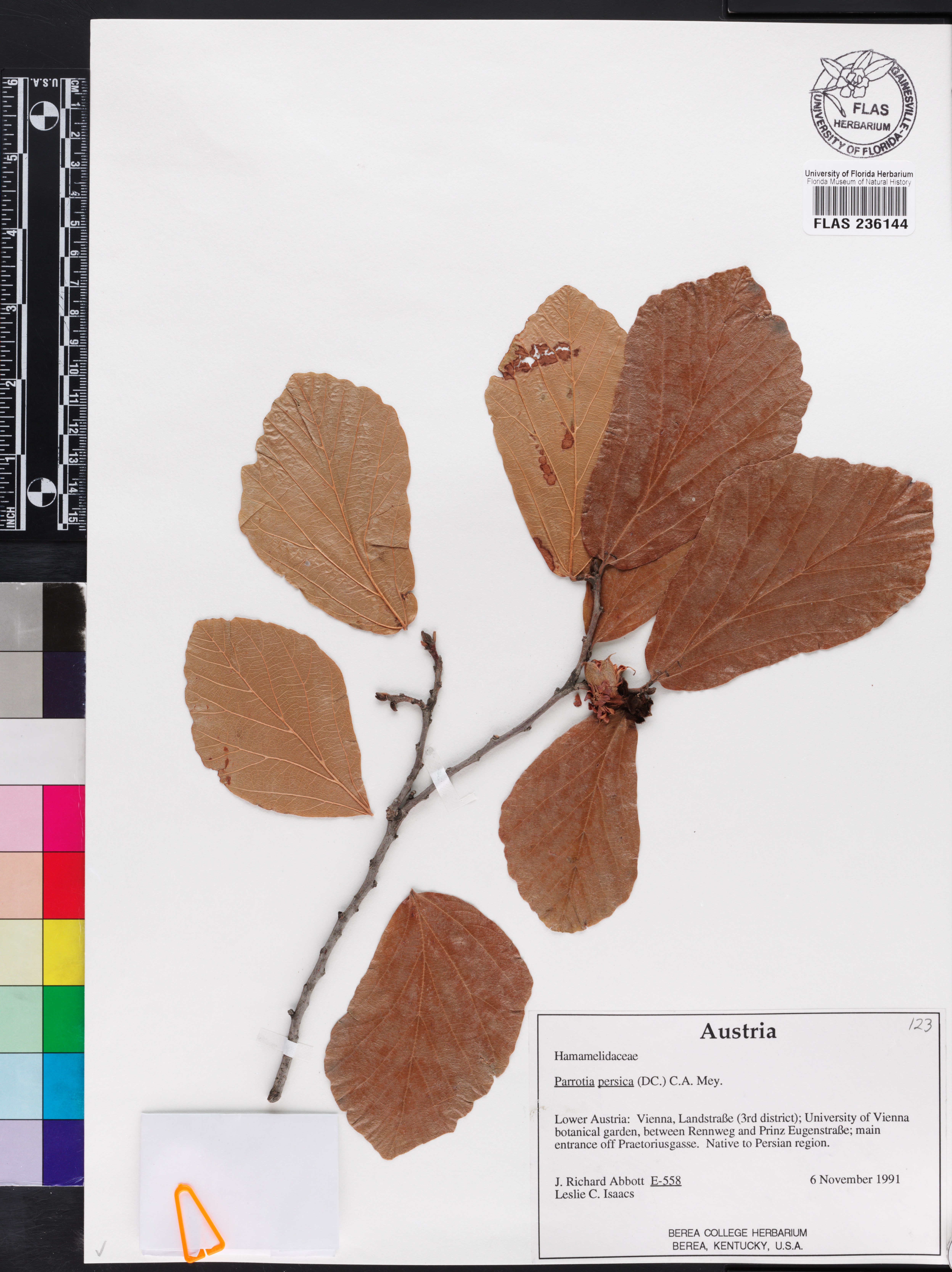 Parrotia persica image