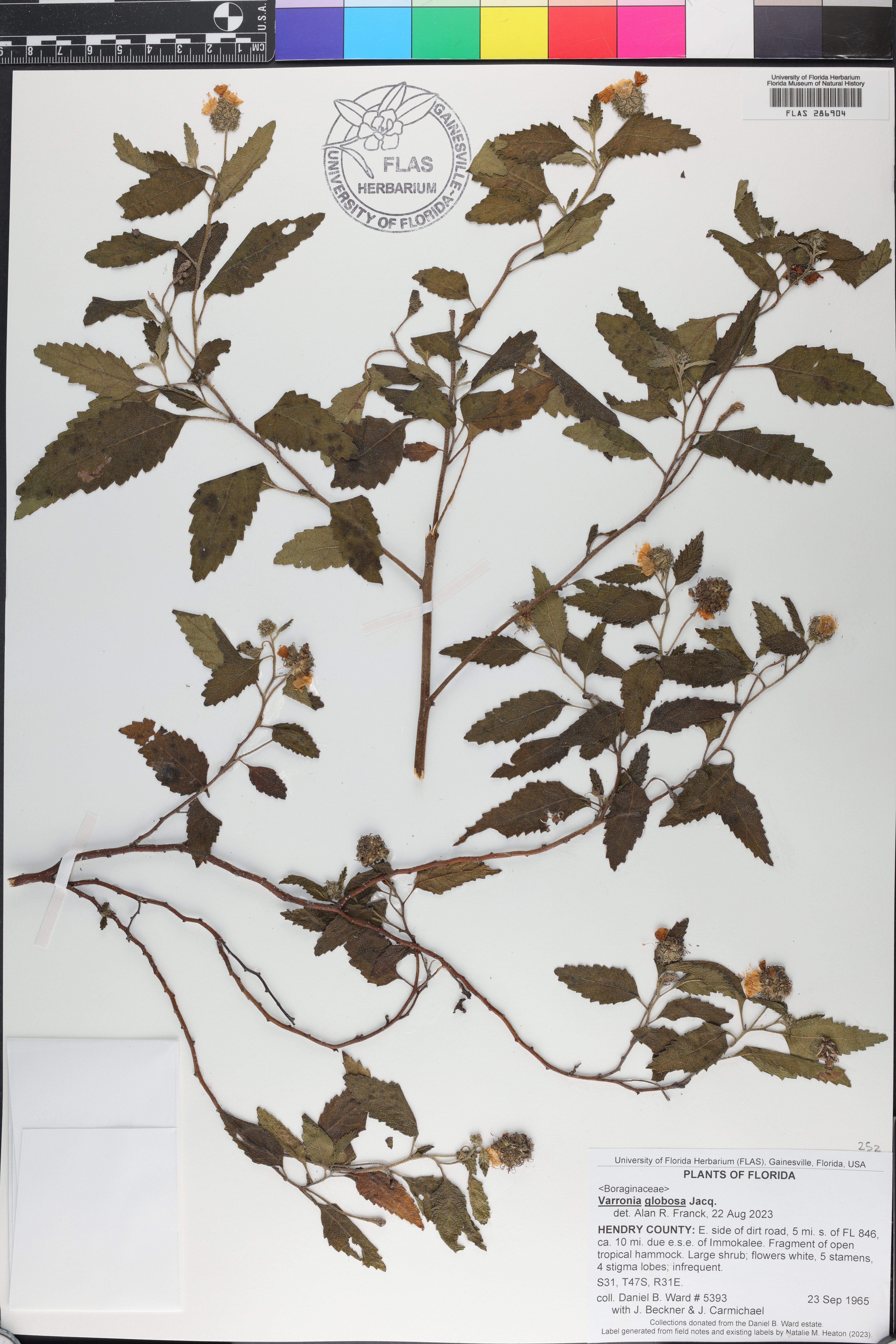Cordia globosa image