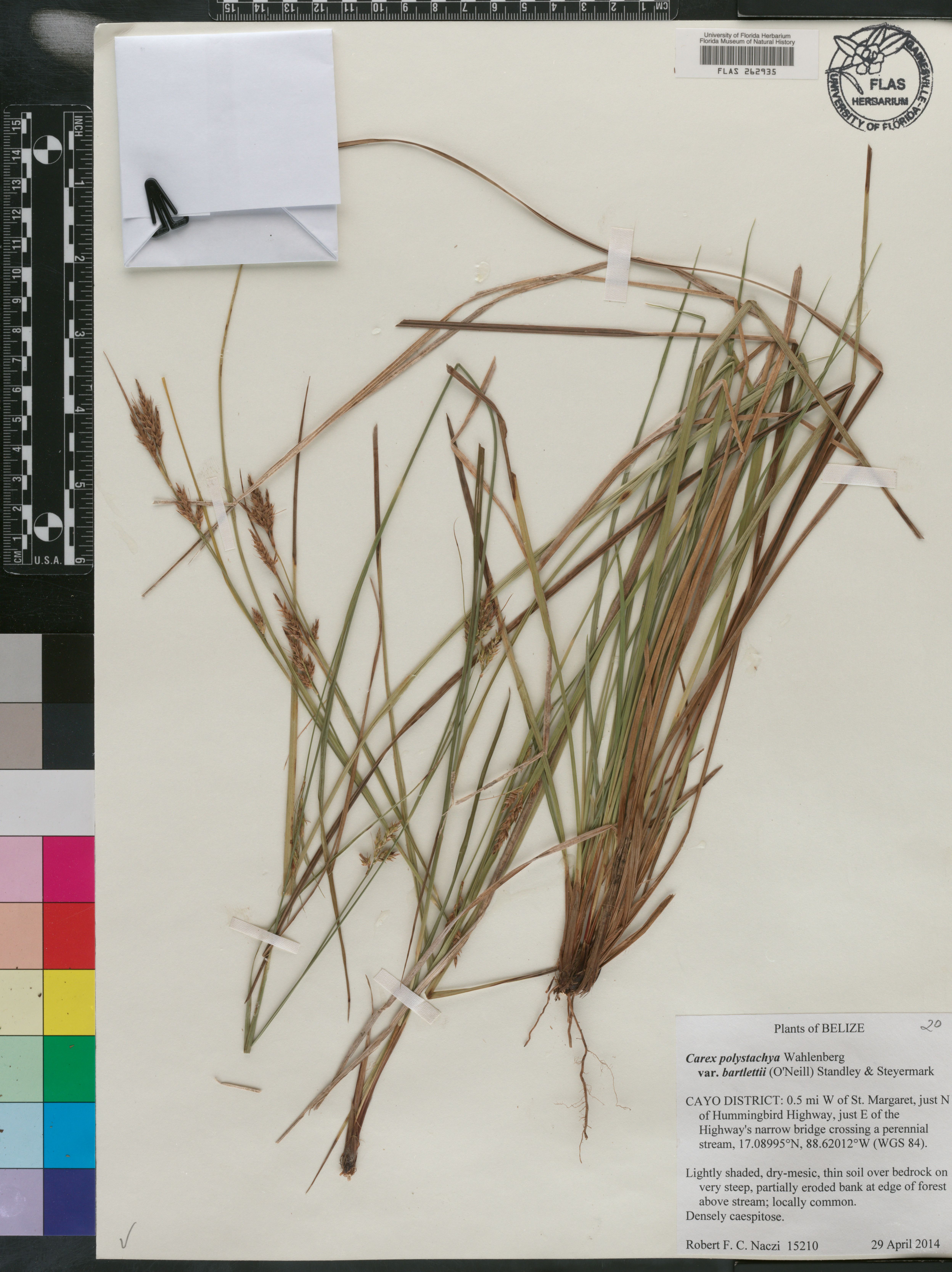 Carex polystachya var. bartlettii image