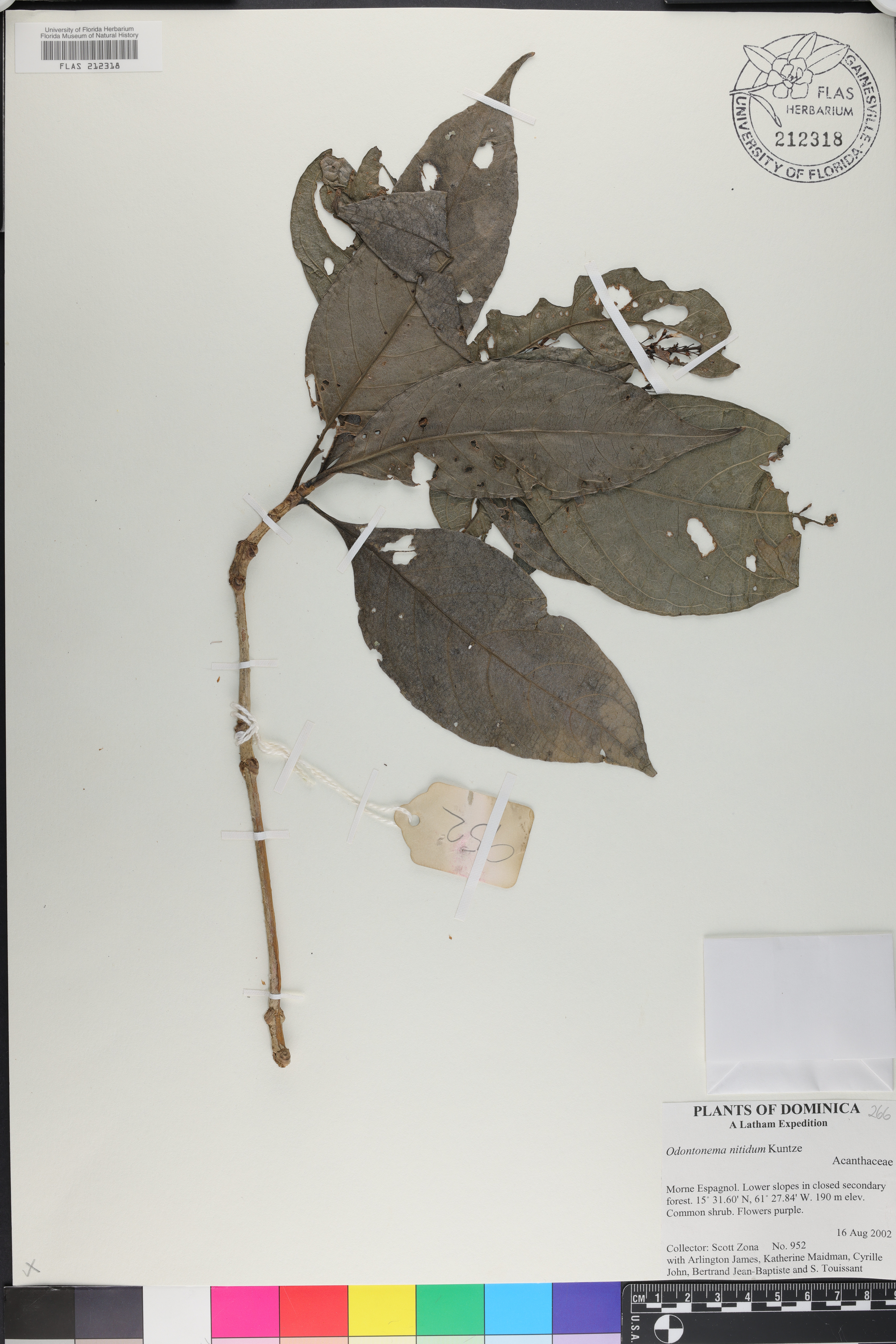 Odontonema nitidum image
