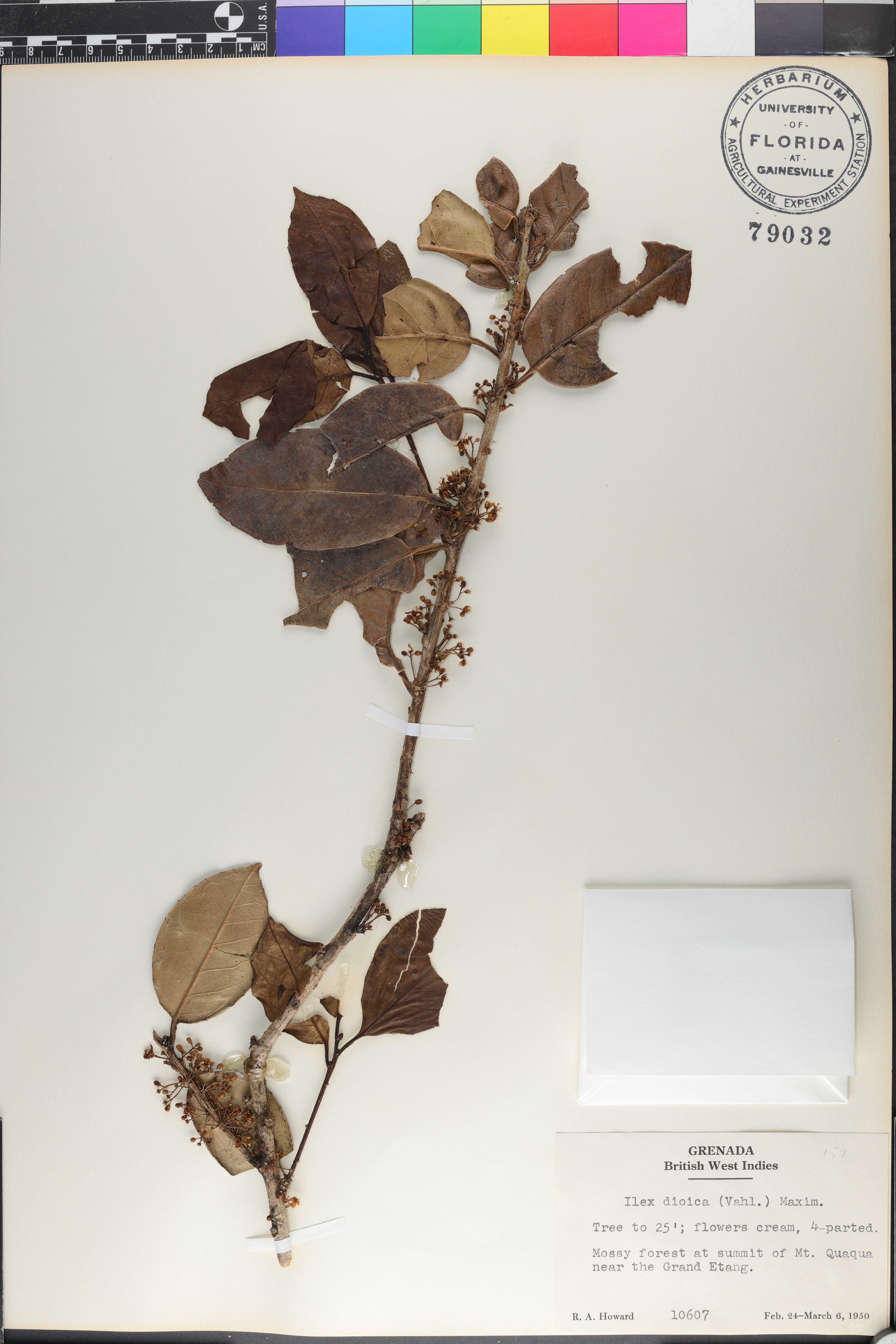 Ilex dioica image