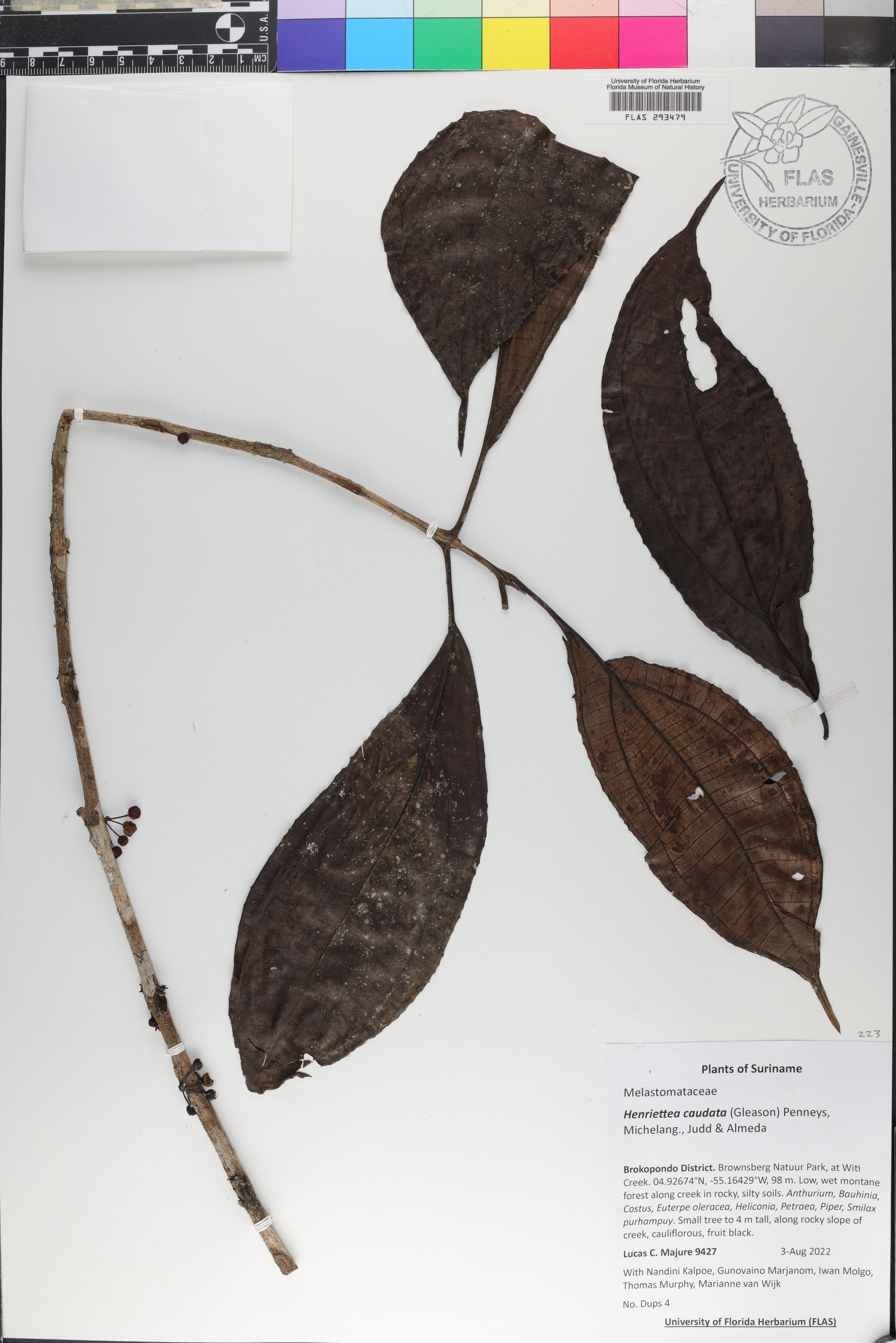 Henriettea caudata image