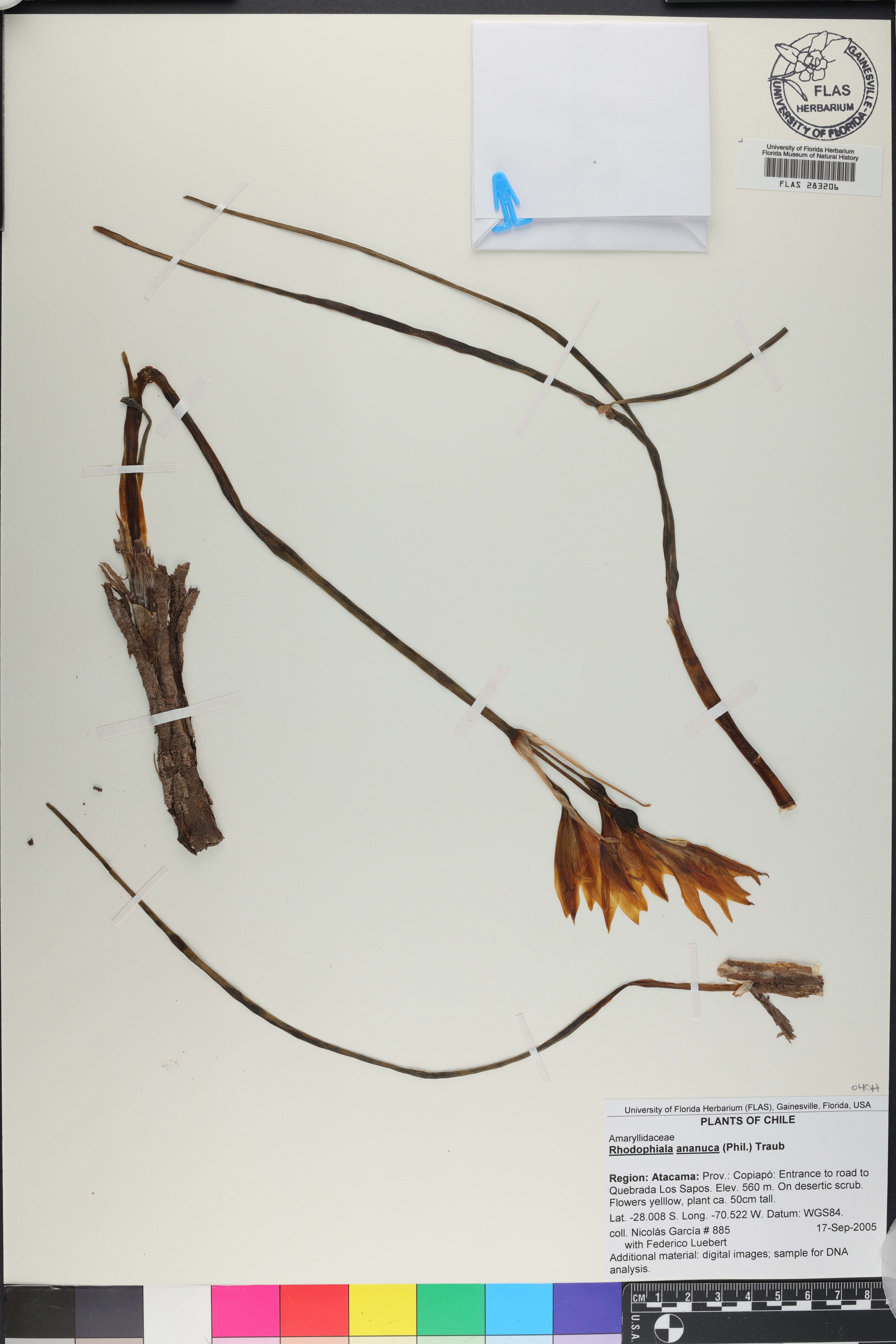 Rhodophiala image
