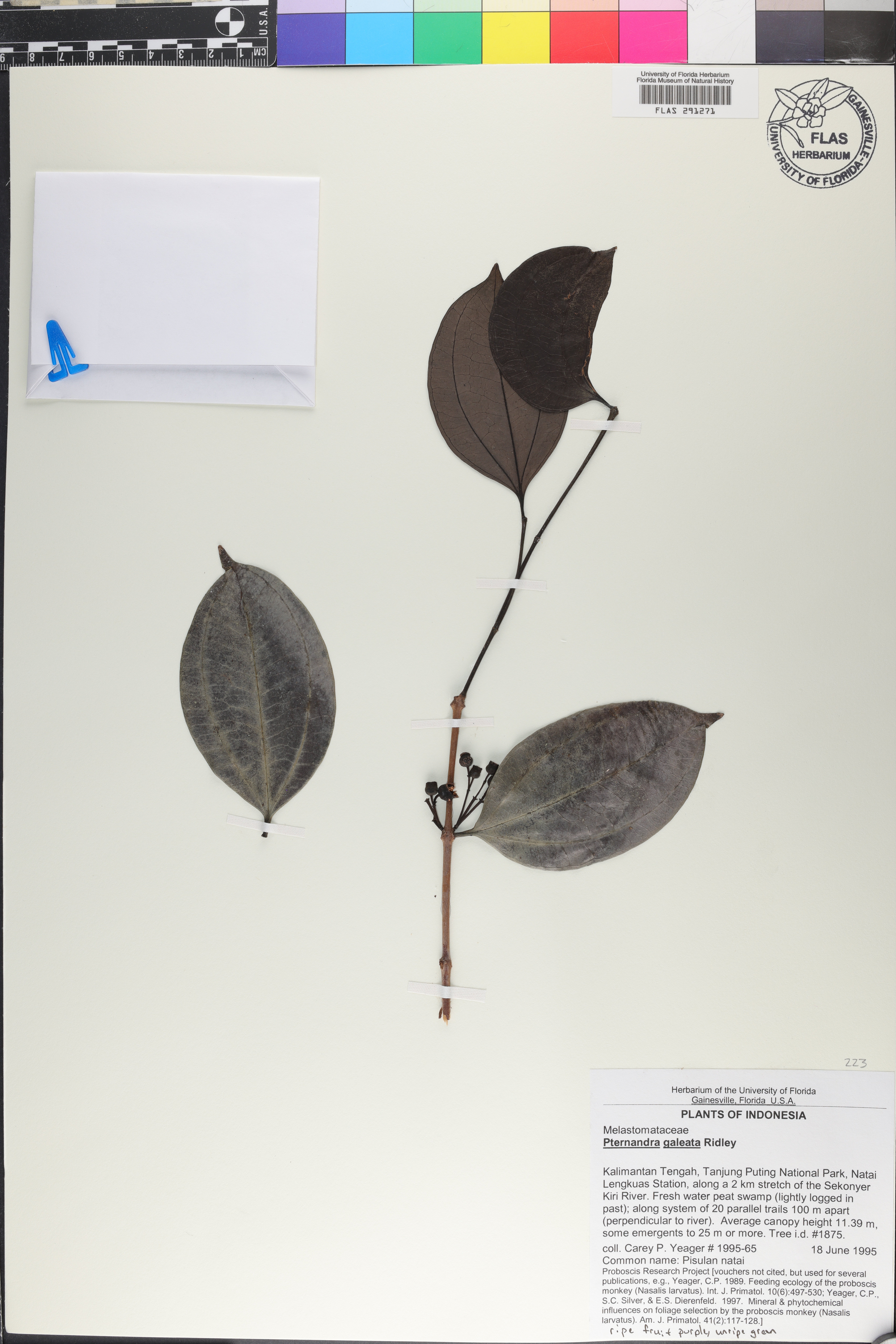 Pternandra galeata image