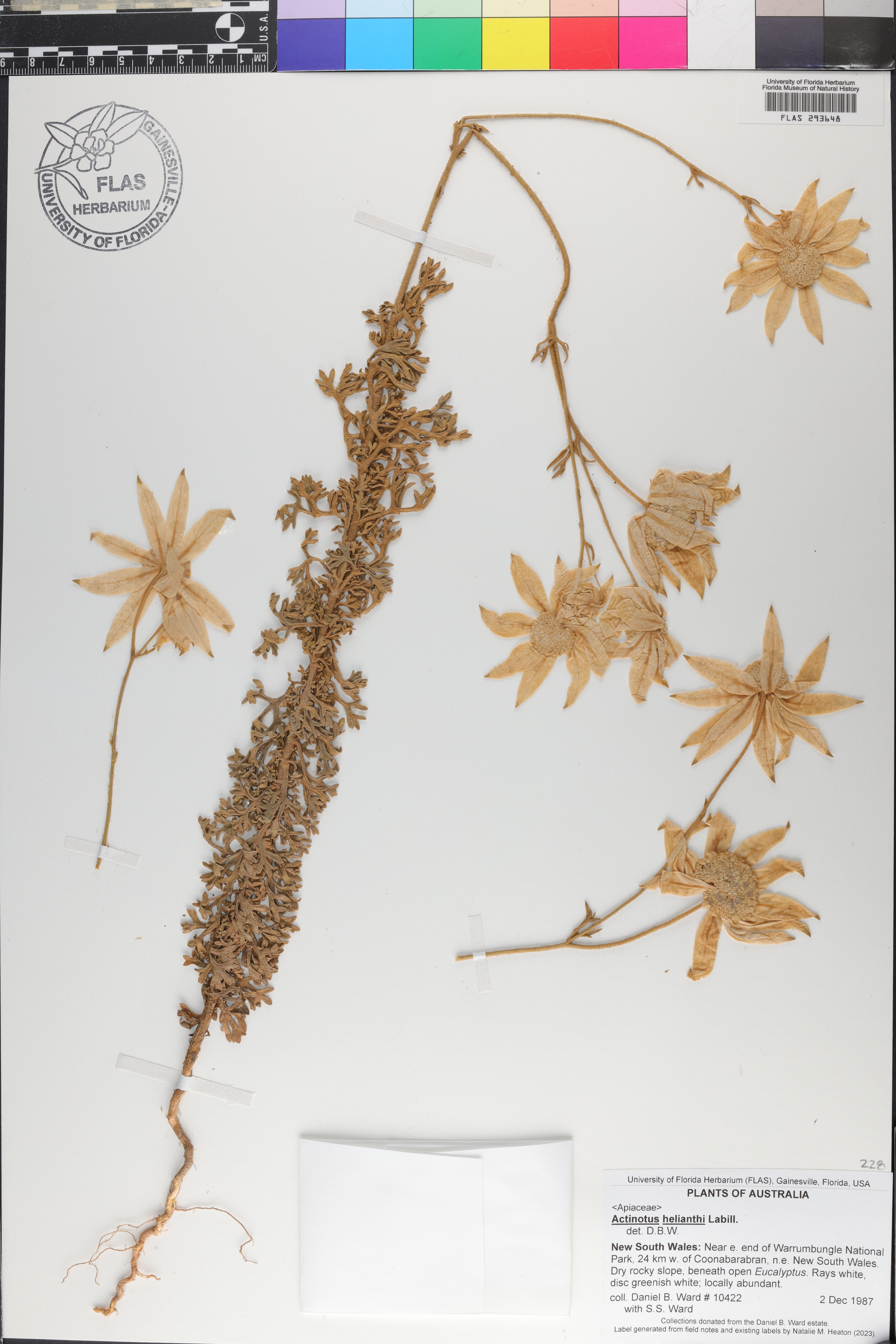 Canella winterana image
