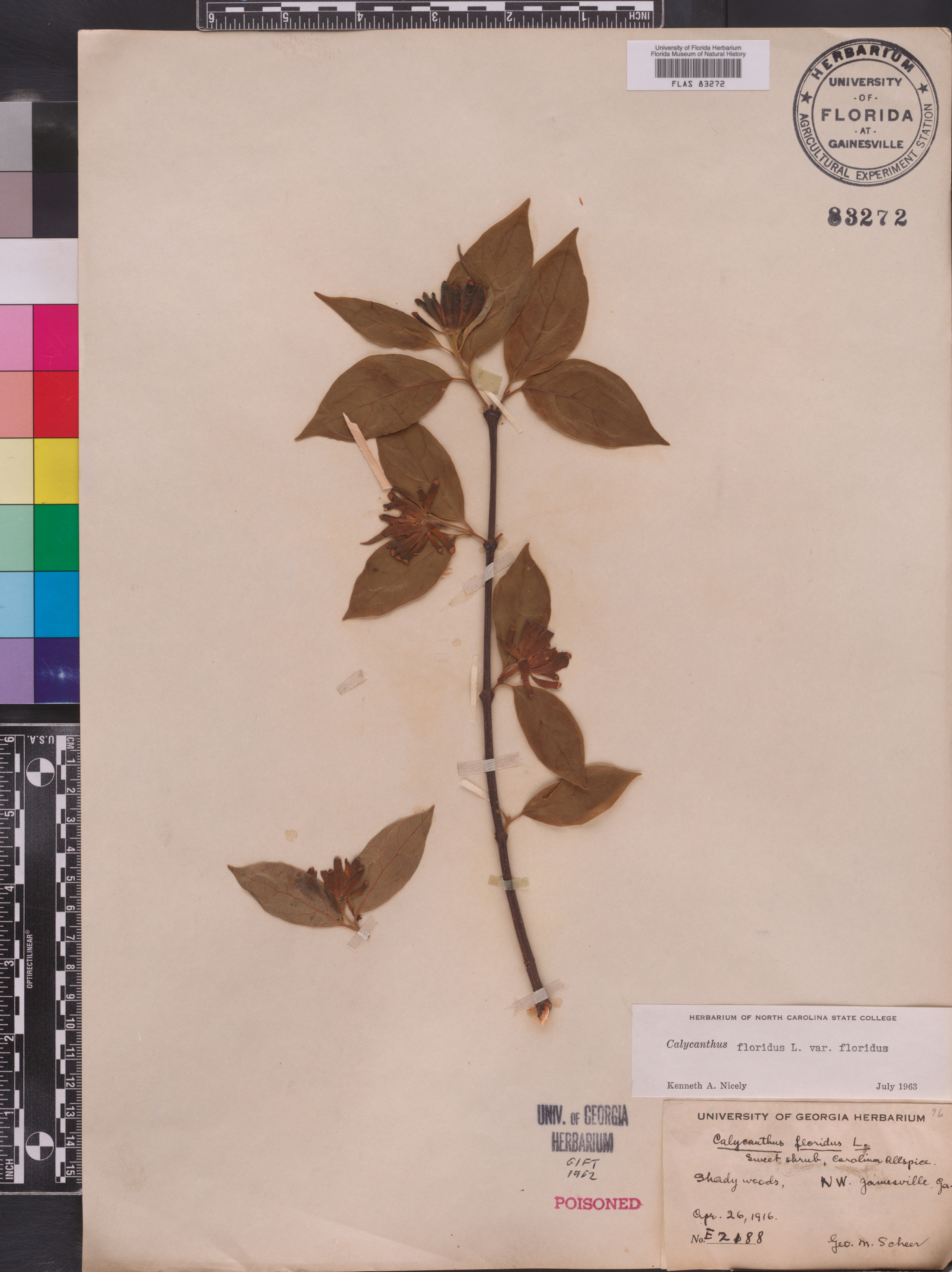 Calycanthus floridus var. floridus image