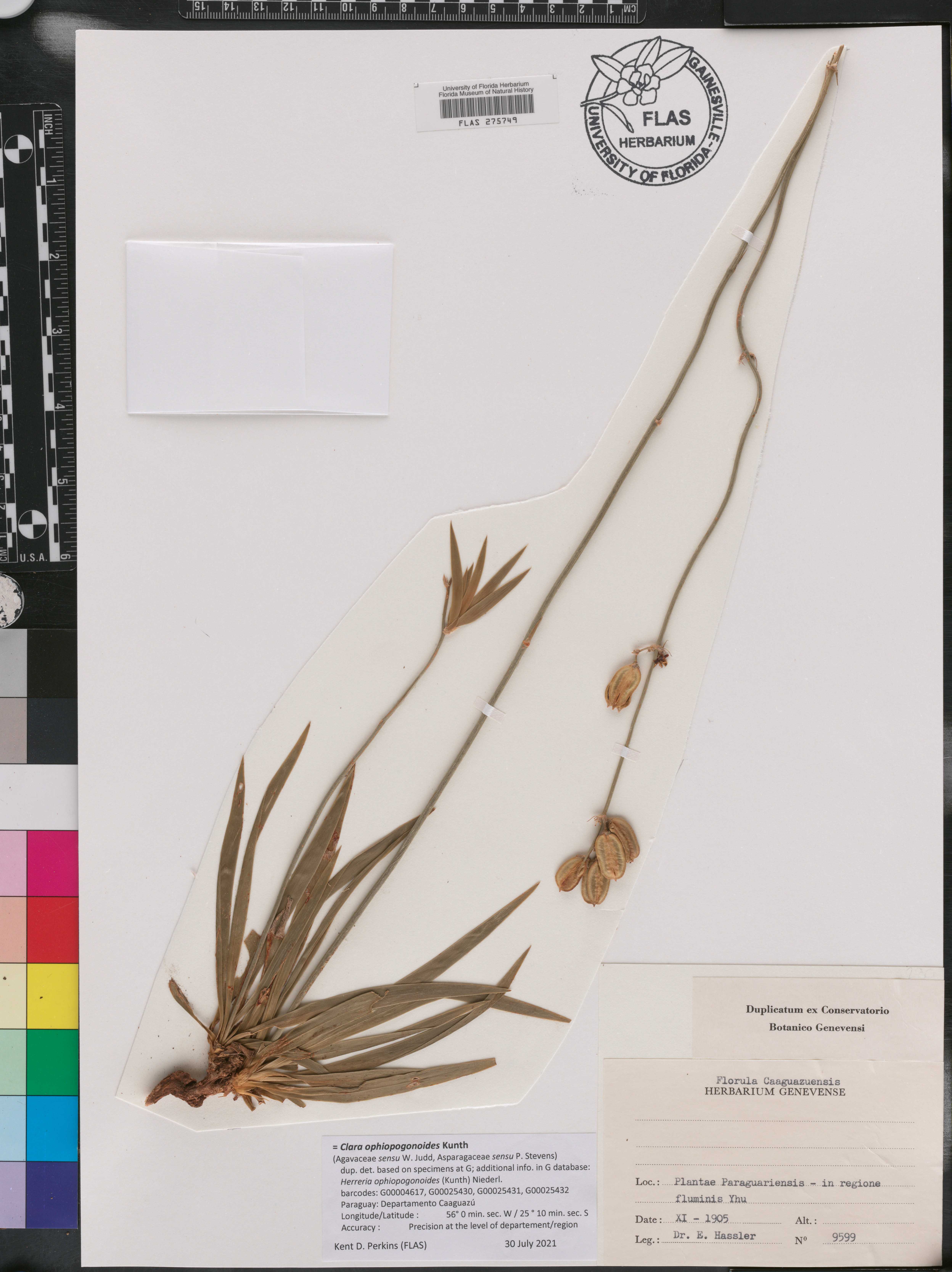 Clara ophiopogonoides image