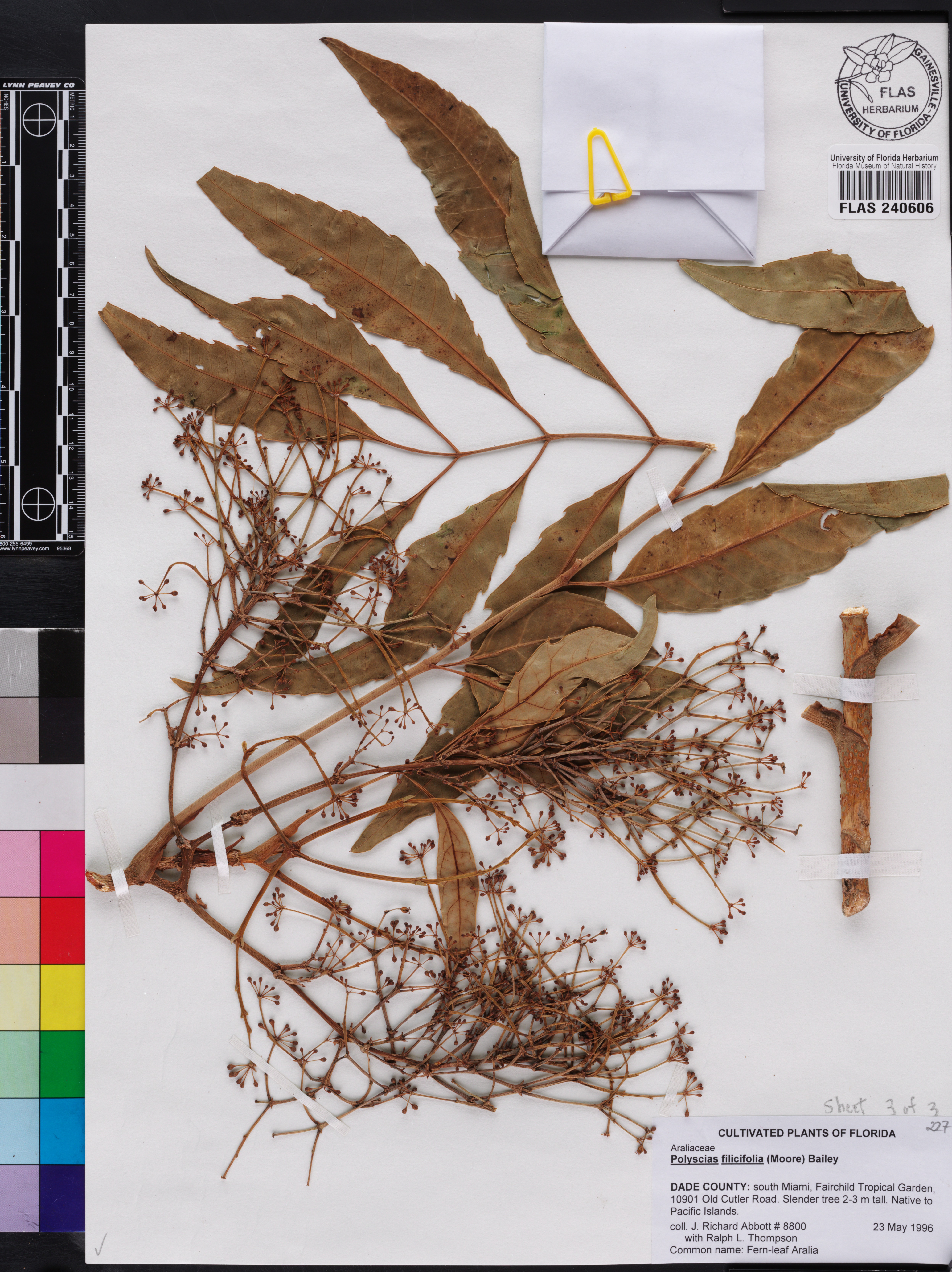 Polyscias filicifolia image