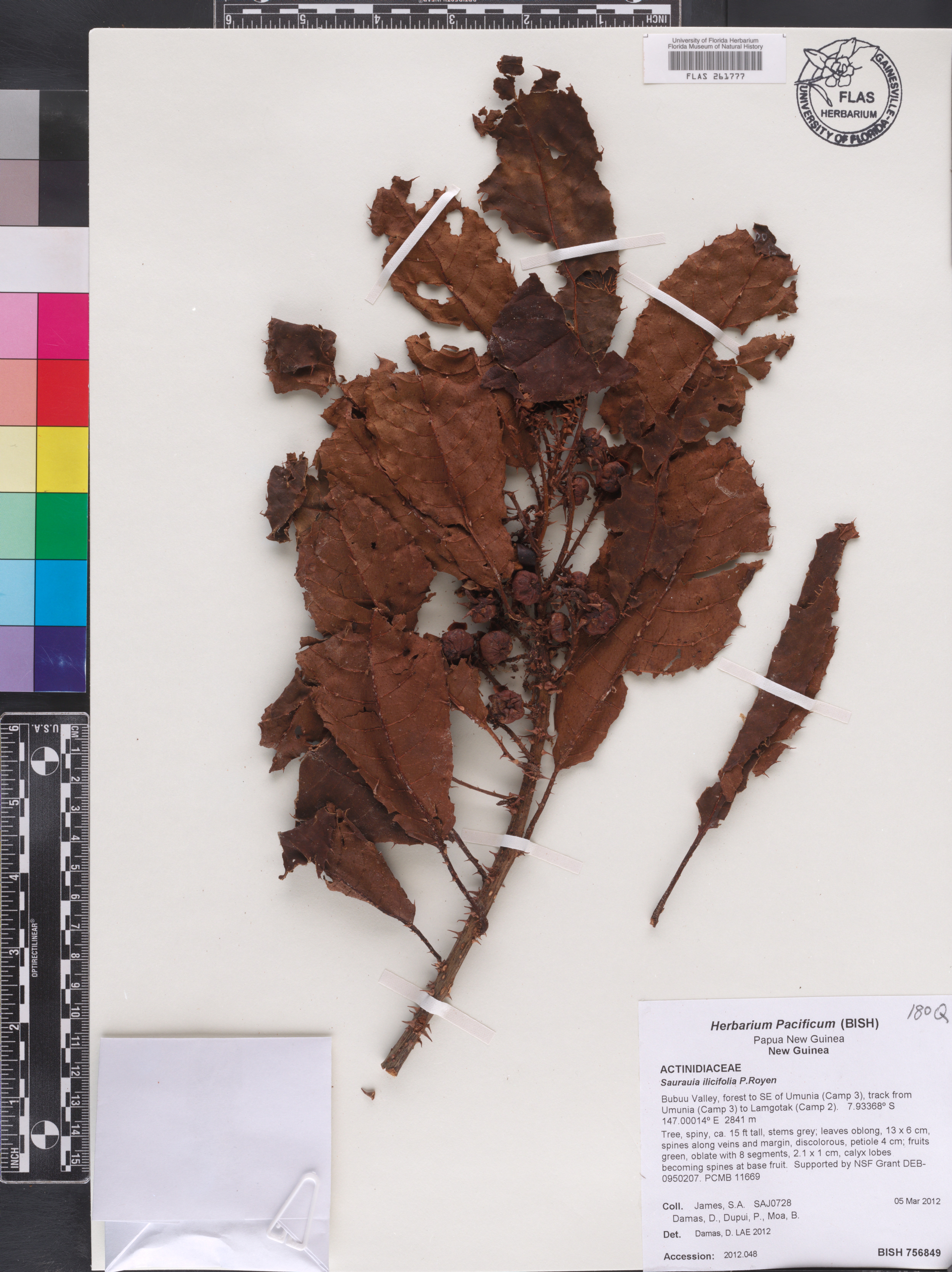 Saurauia ilicifolia image