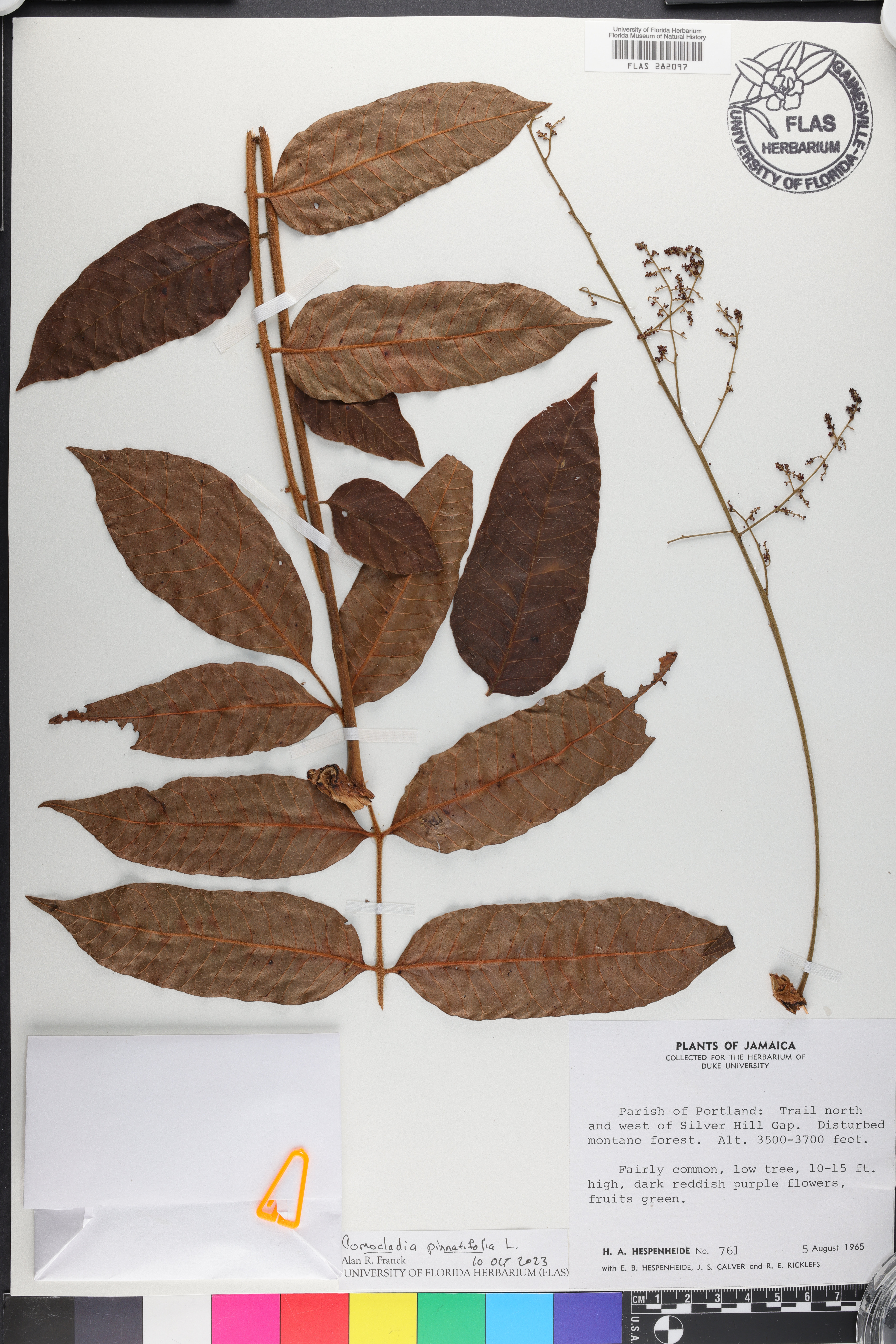 Comocladia pinnatifolia image