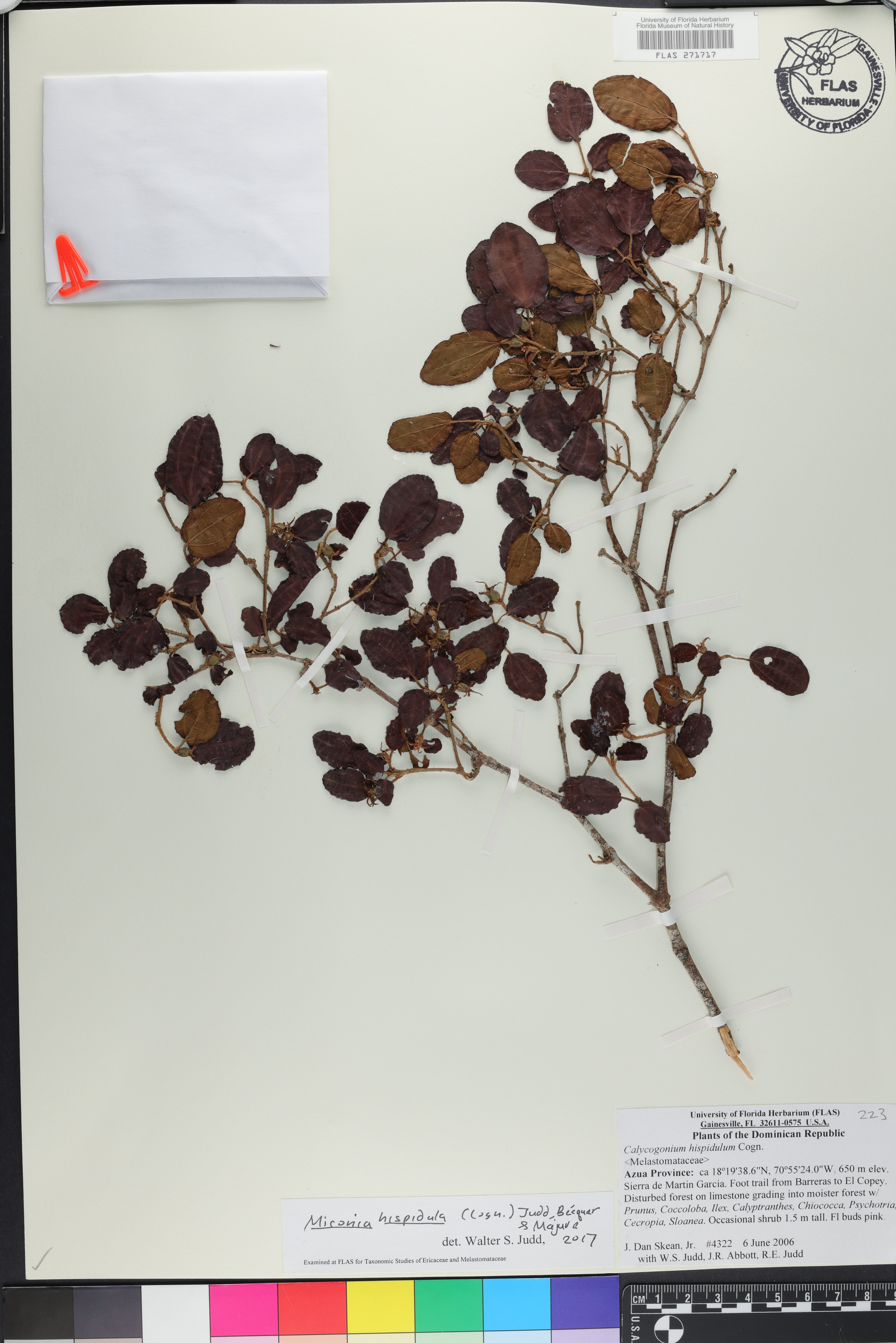 Miconia hispidula image