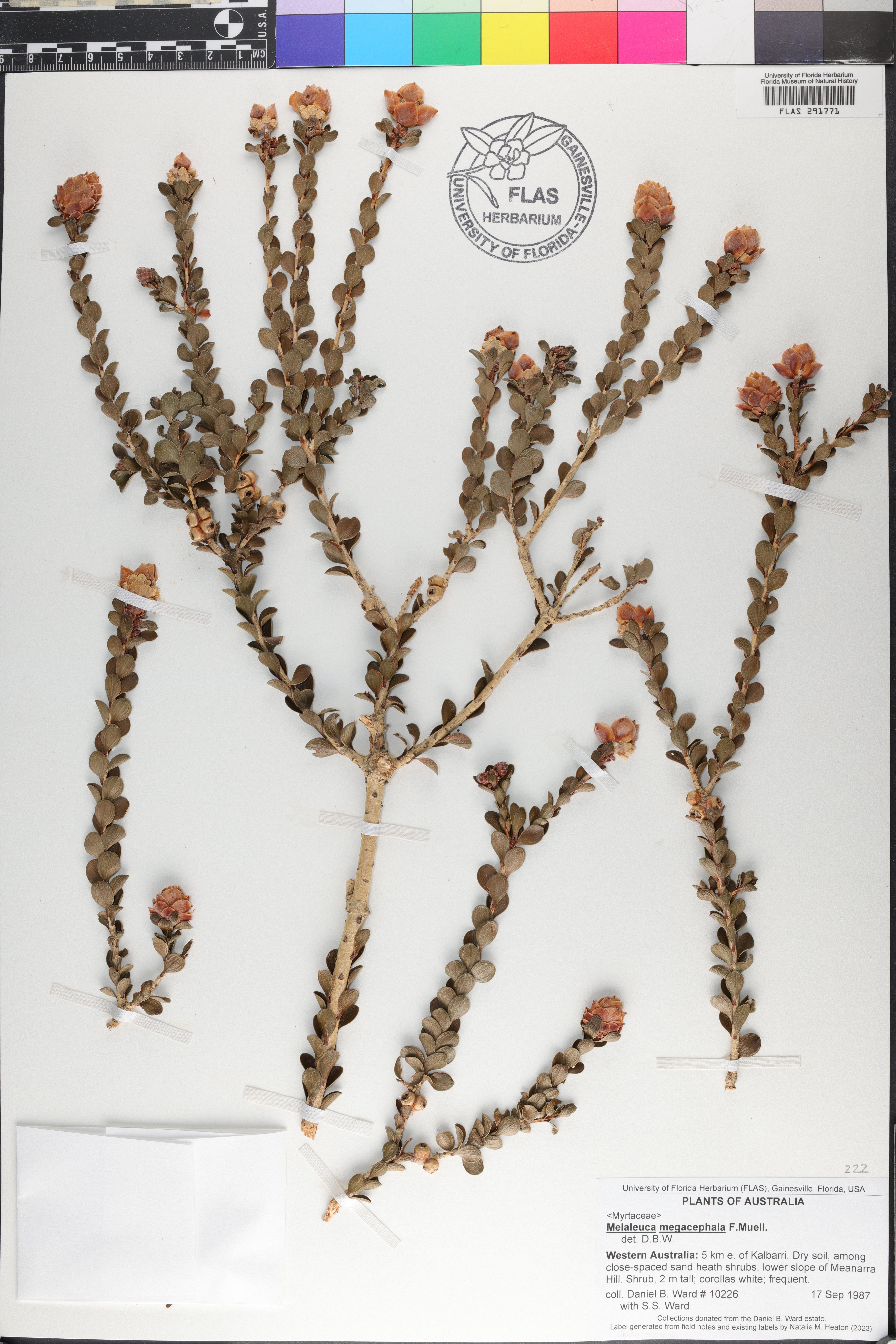 Melaleuca megacephala image