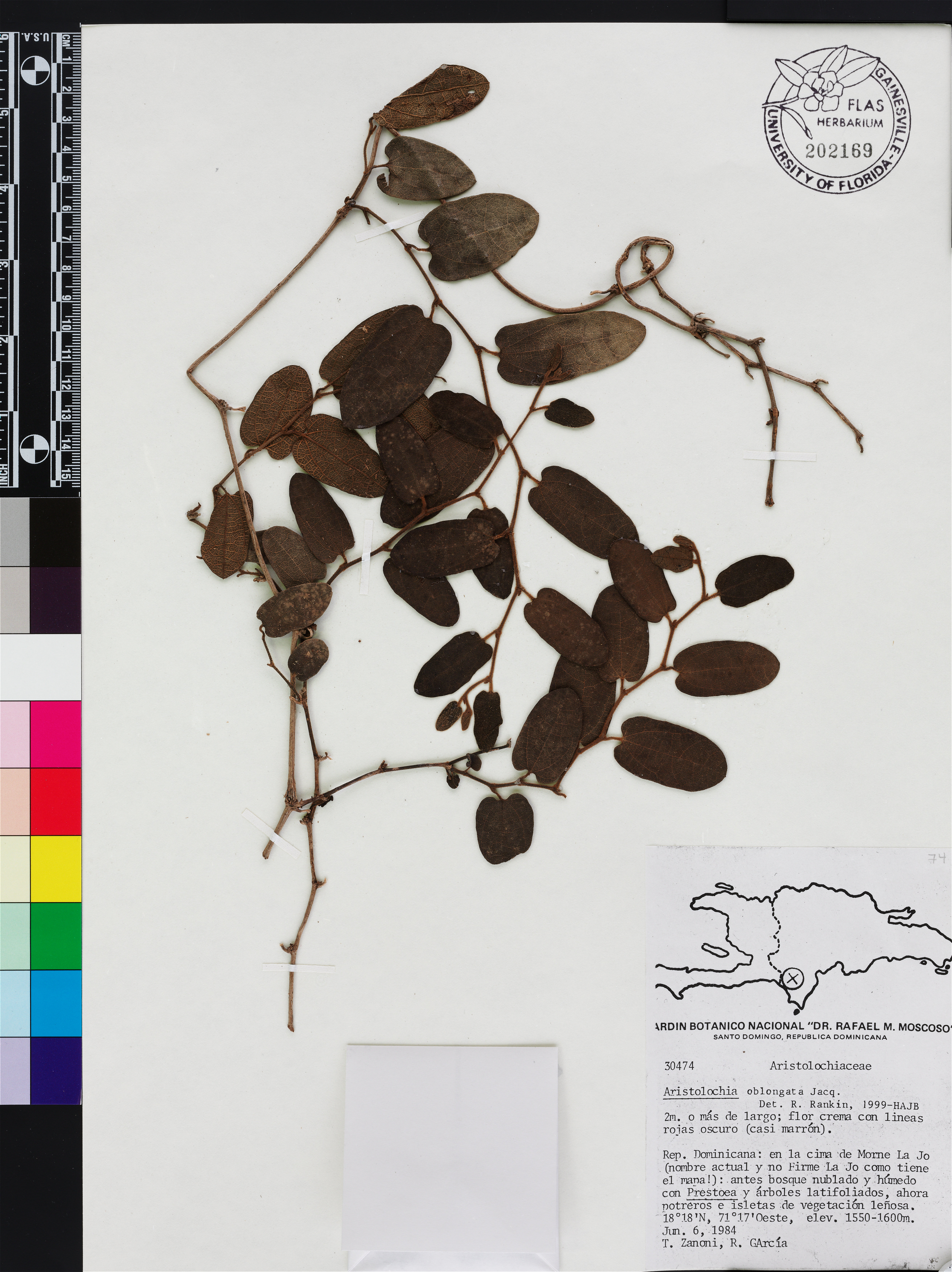 Aristolochia oblongata image