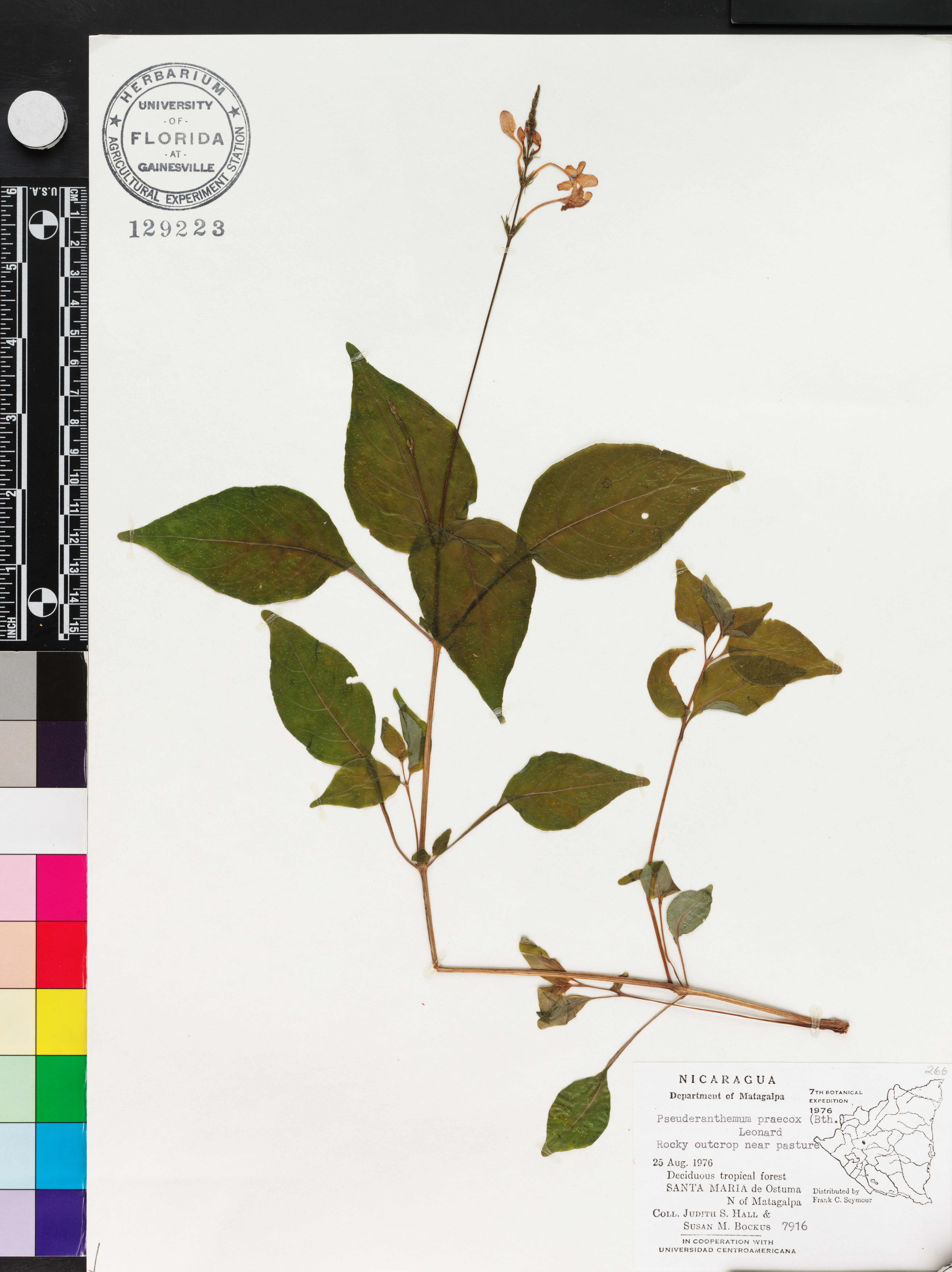 Pseuderanthemum praecox image