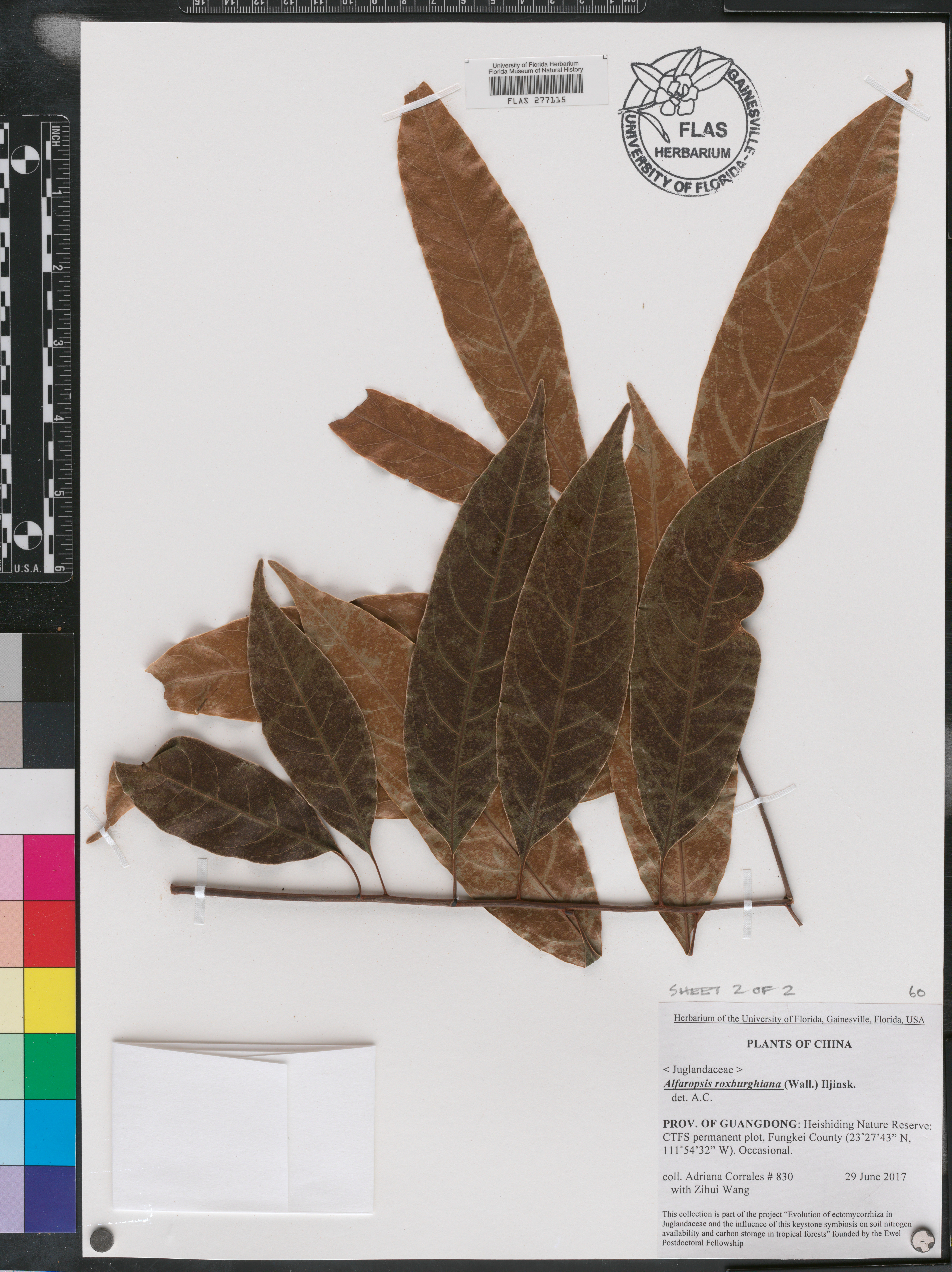 Engelhardia roxburghiana image
