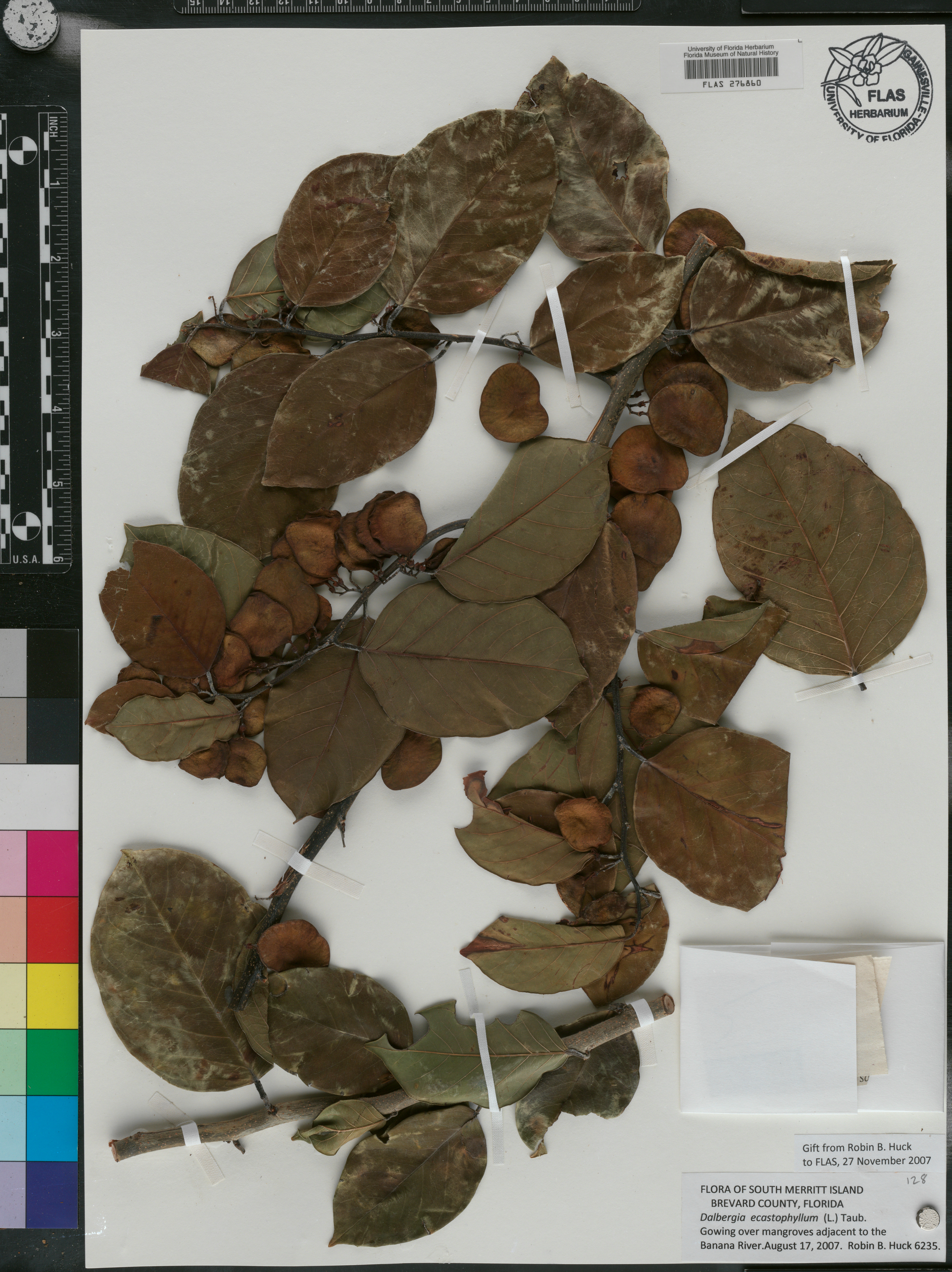 Dalbergia ecastaphyllum image