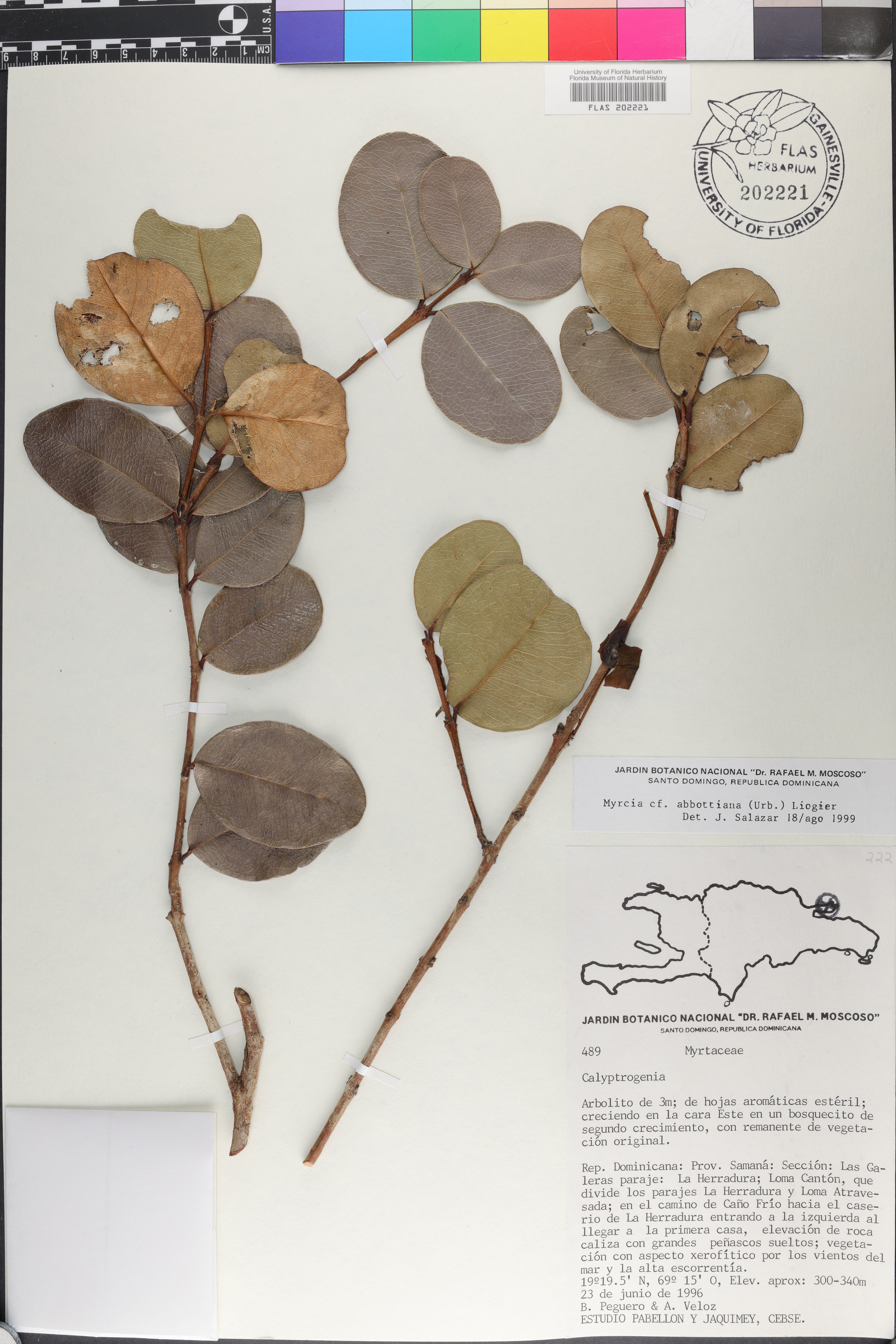 Myrcia abbottiana image