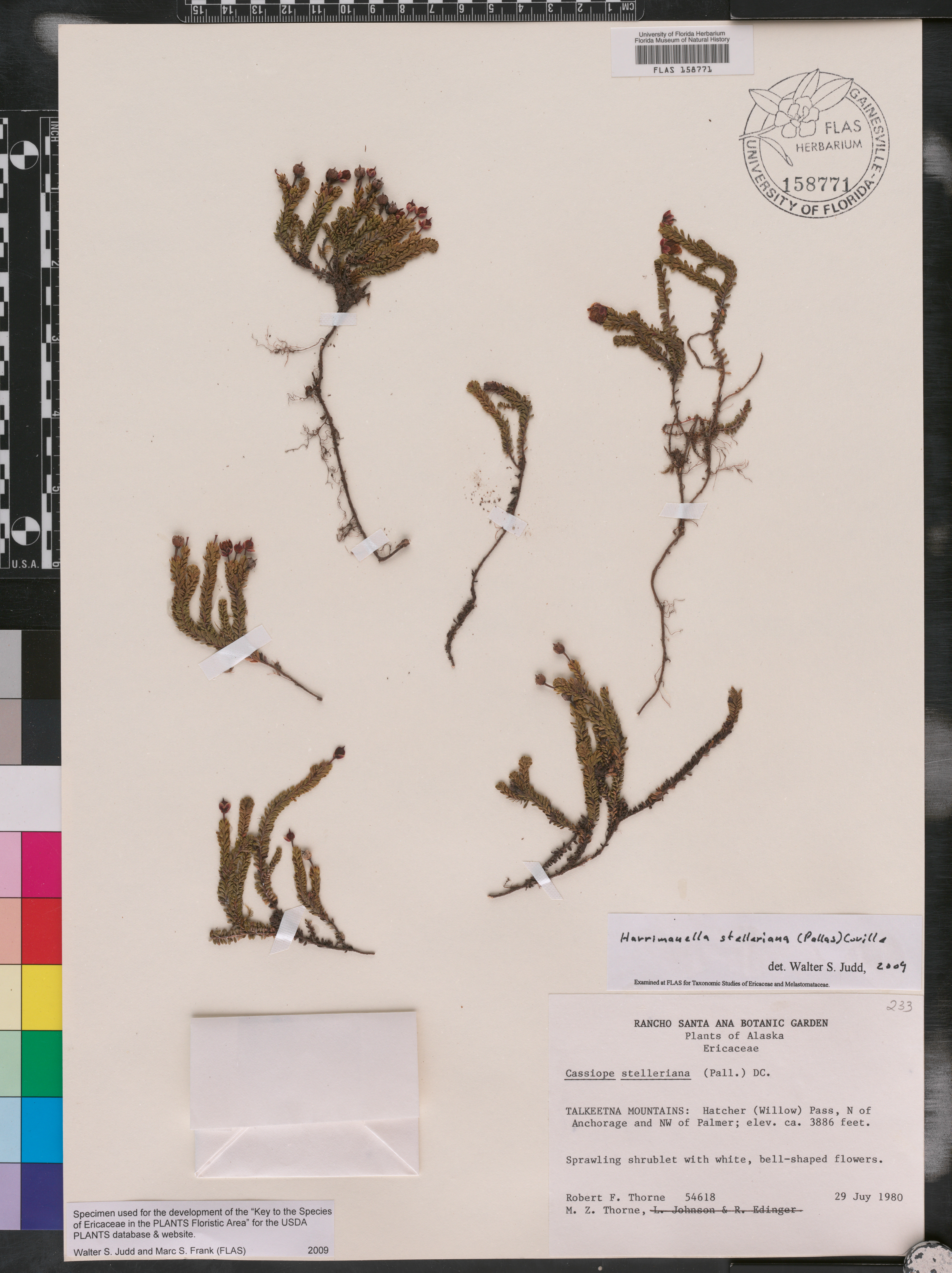 Harrimanella stelleriana image