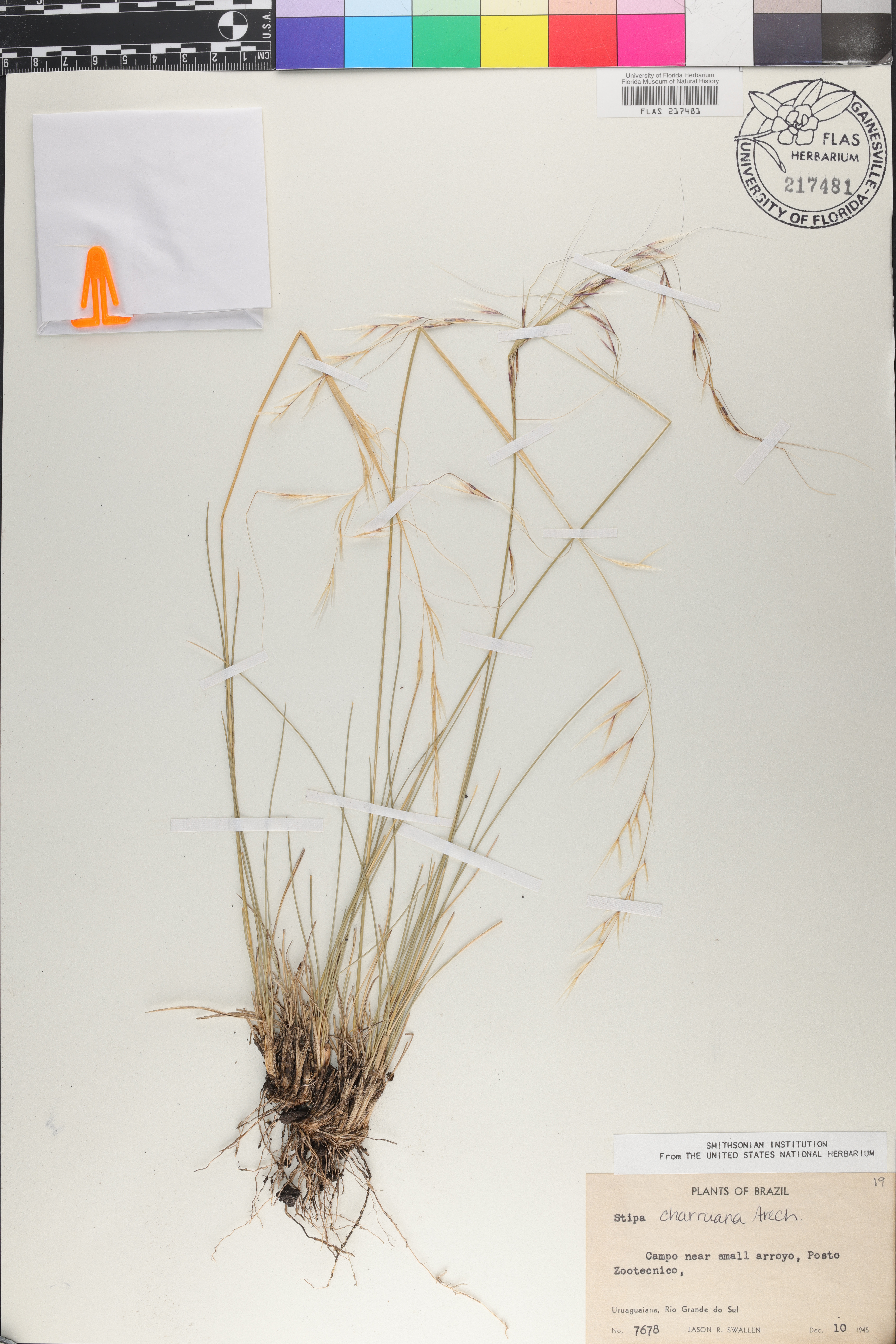 Stipa charruana image