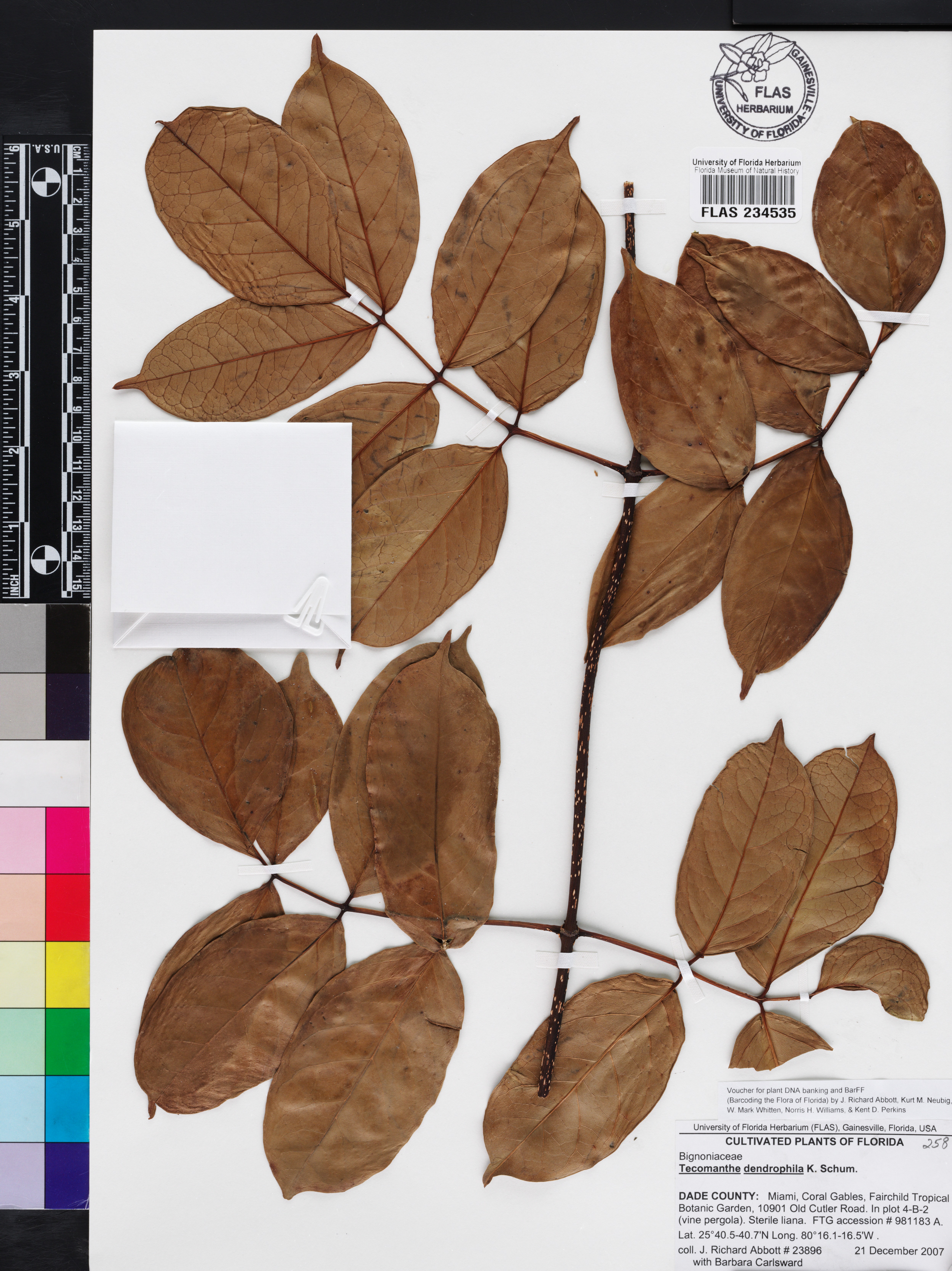 Tecomanthe dendrophila image