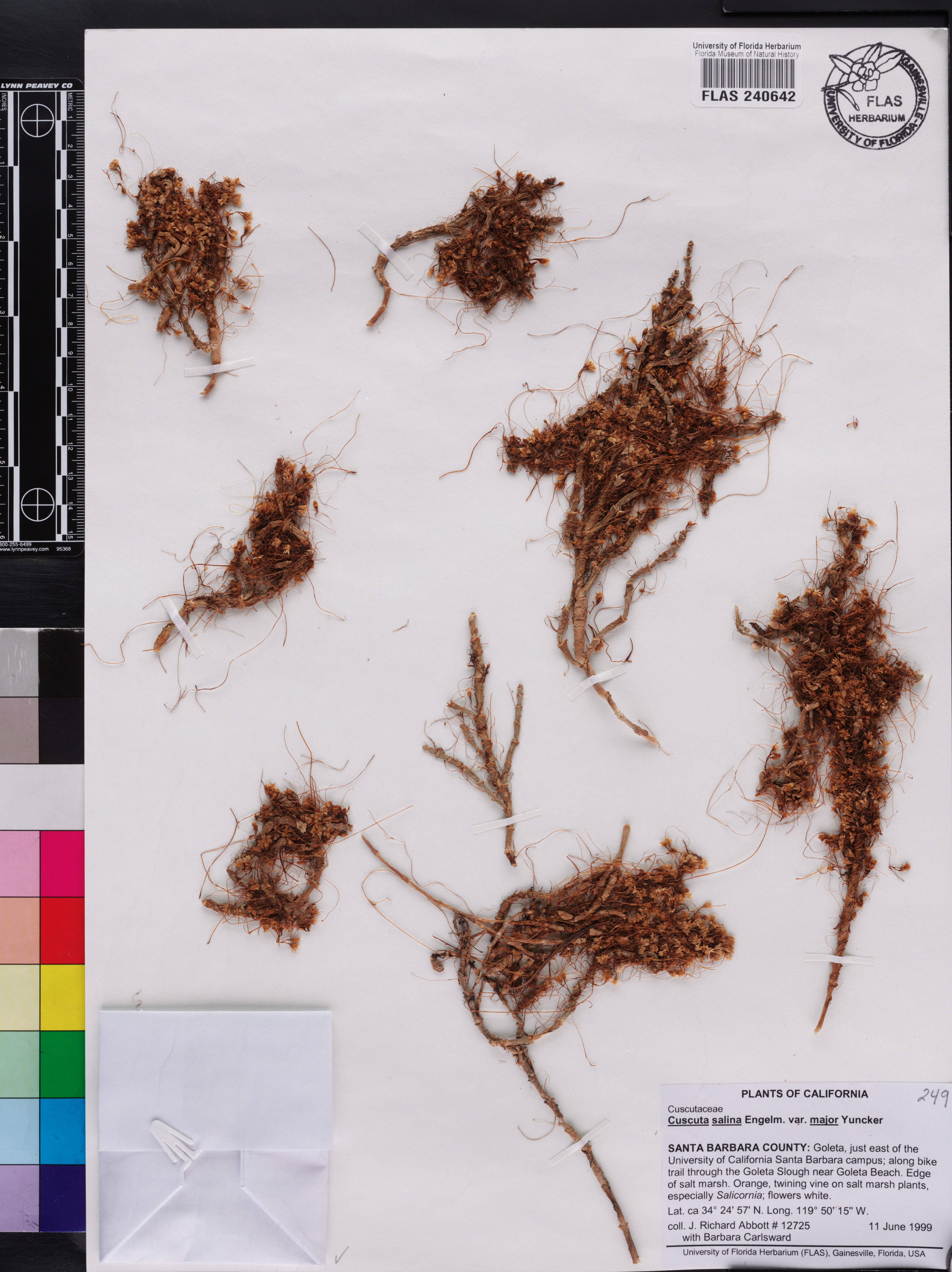 Cuscuta salina var. major image