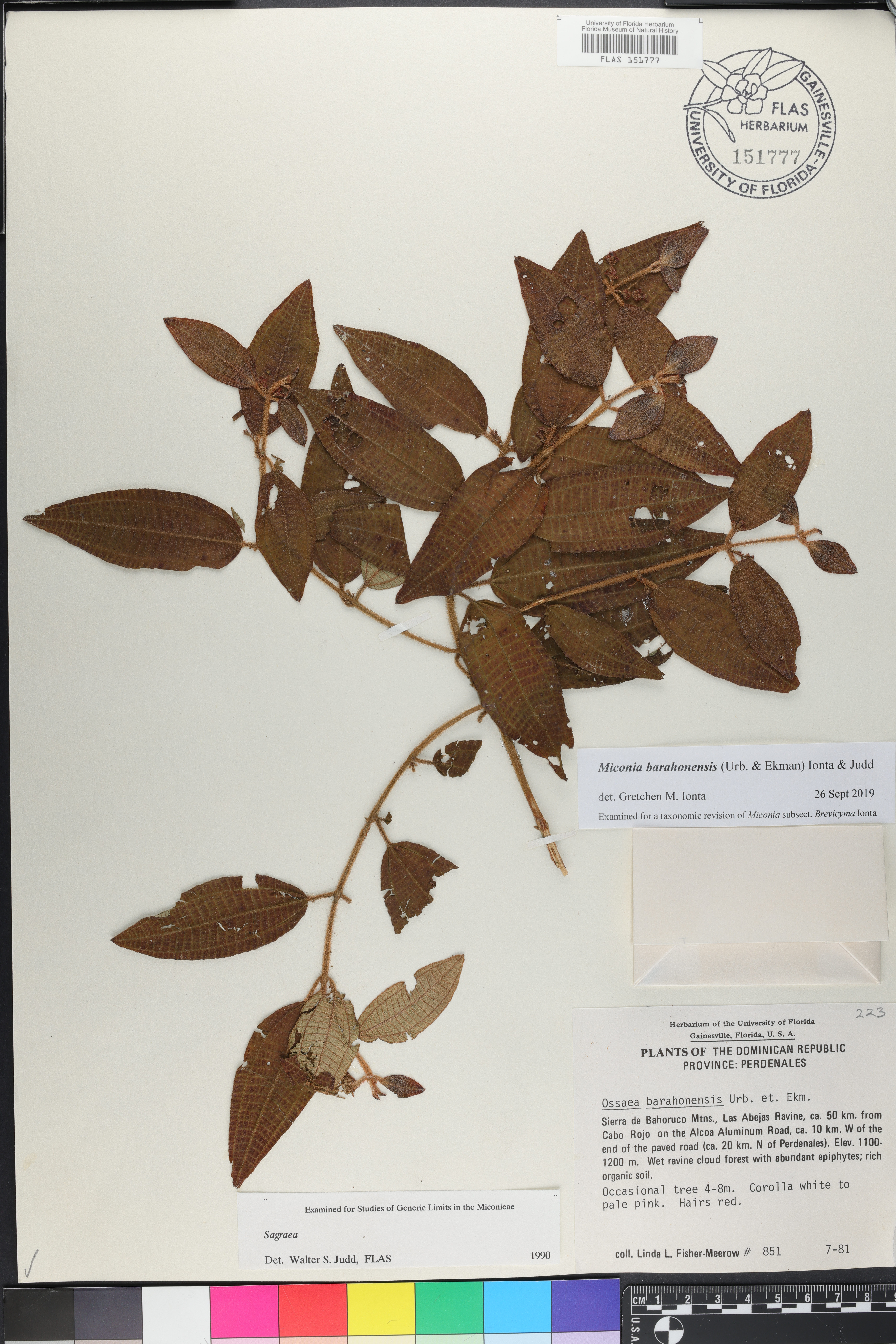 Miconia barahonensis image