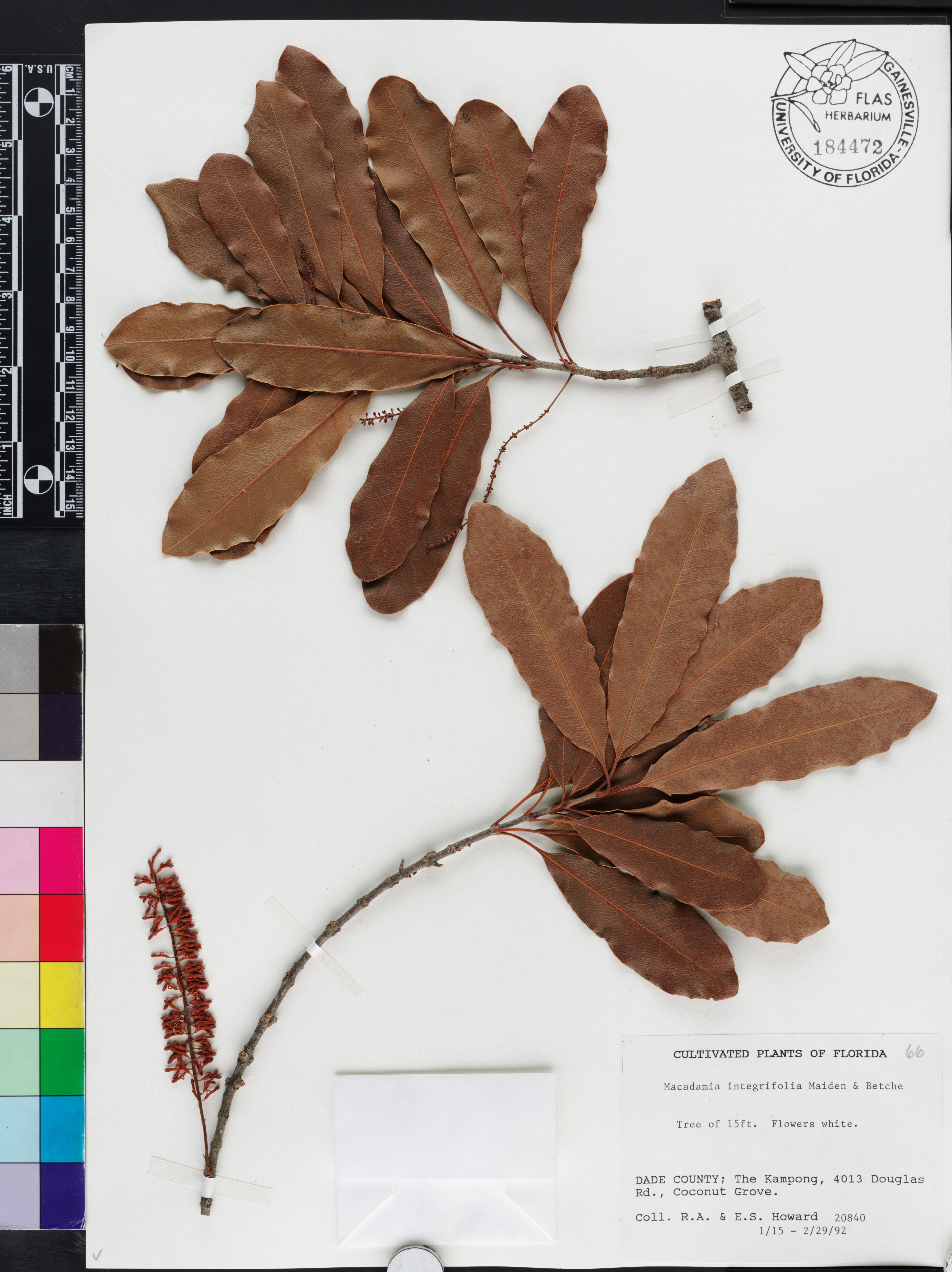 Macadamia integrifolia image