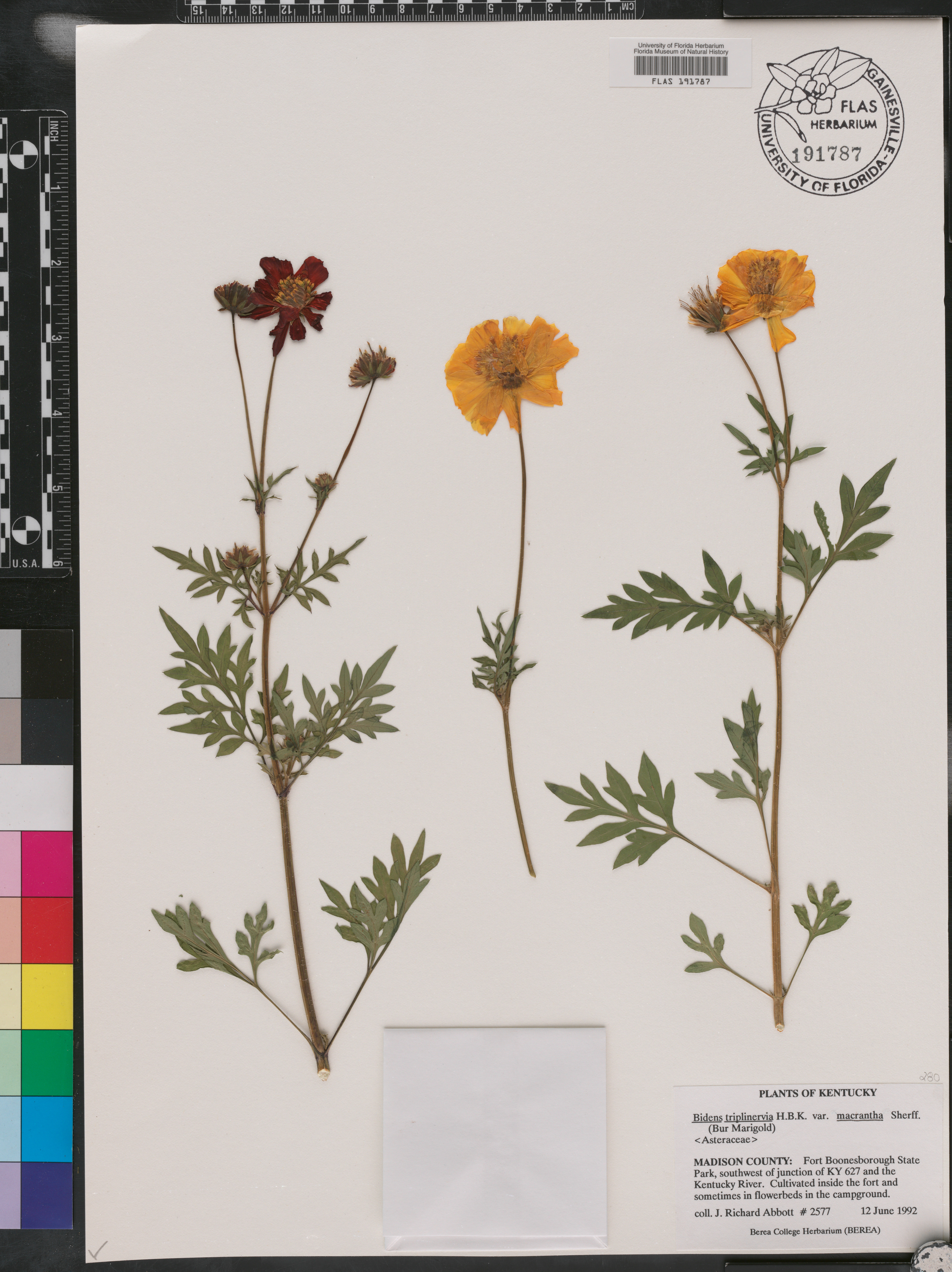 Bidens triplinervia var. macrantha image