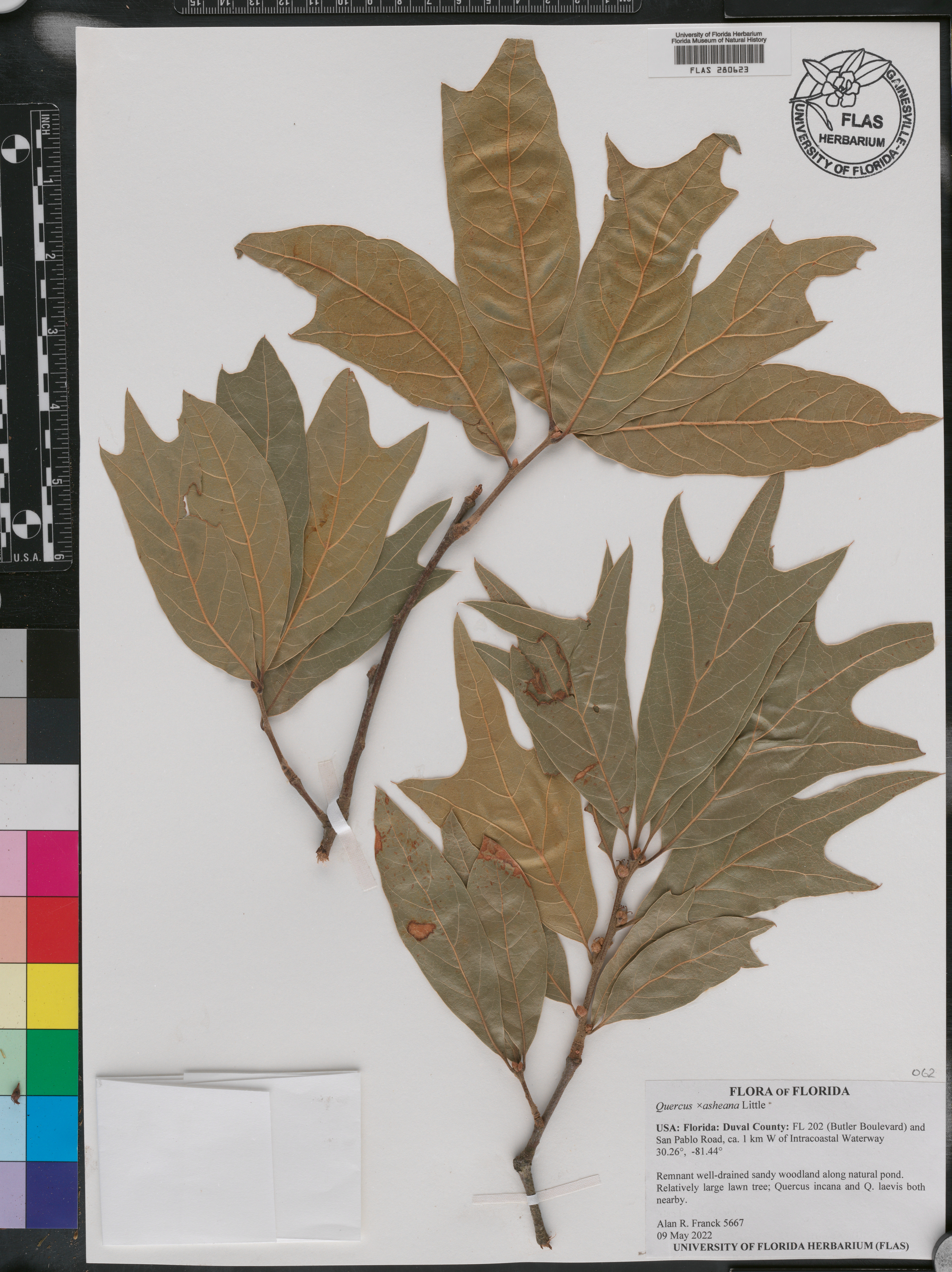 Quercus x ashei image