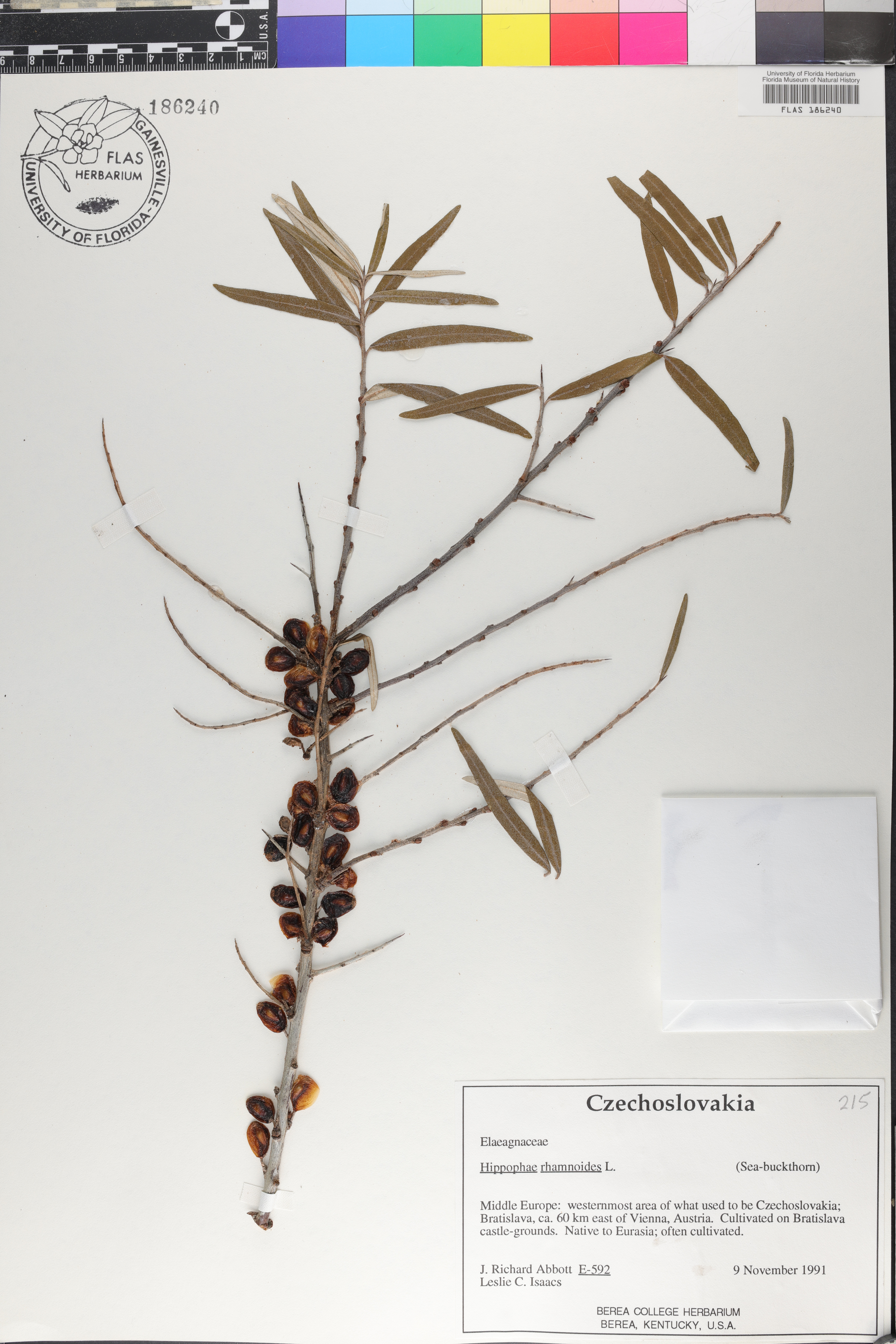 Hippophae rhamnoides image