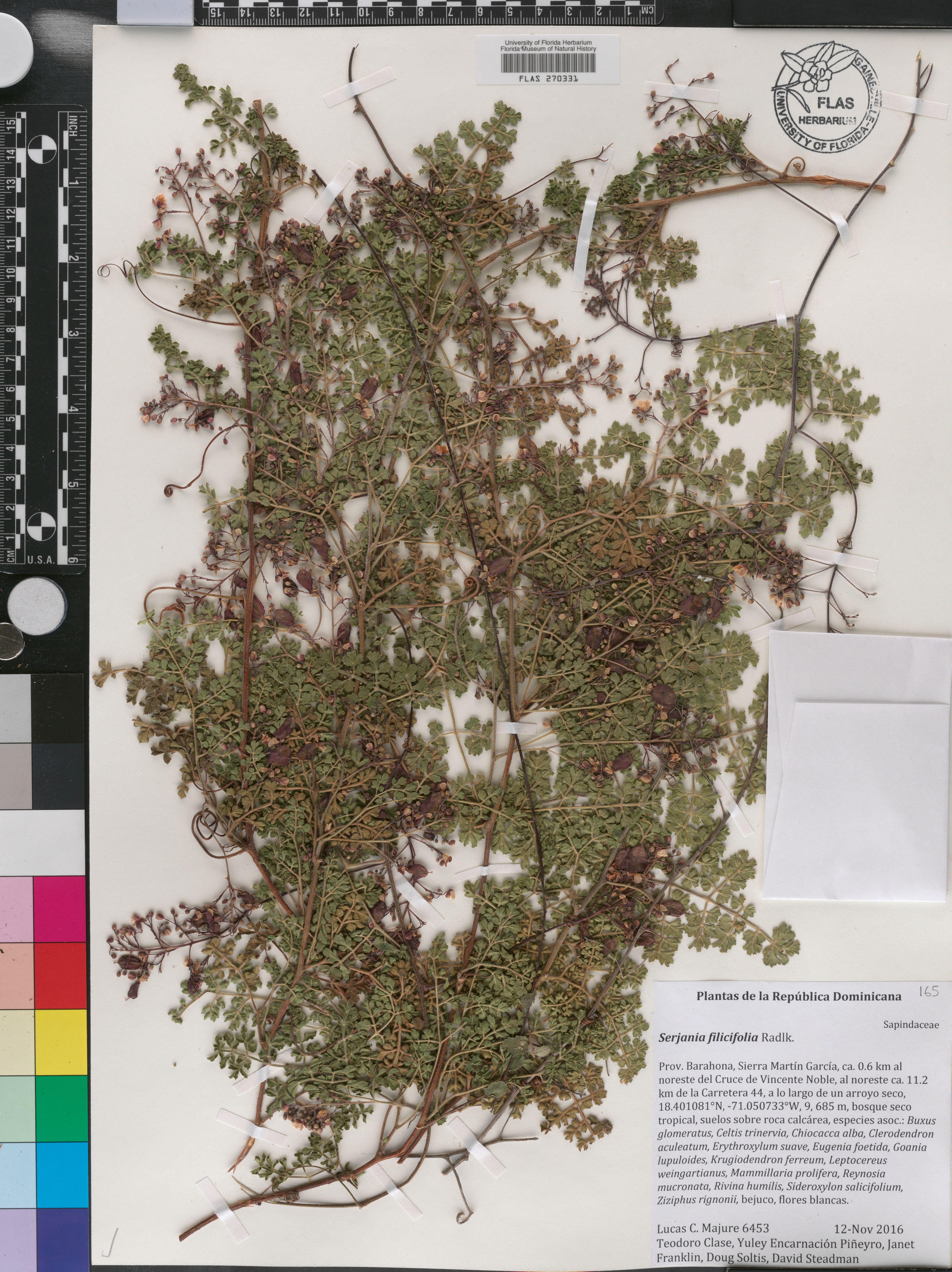Serjania filicifolia image